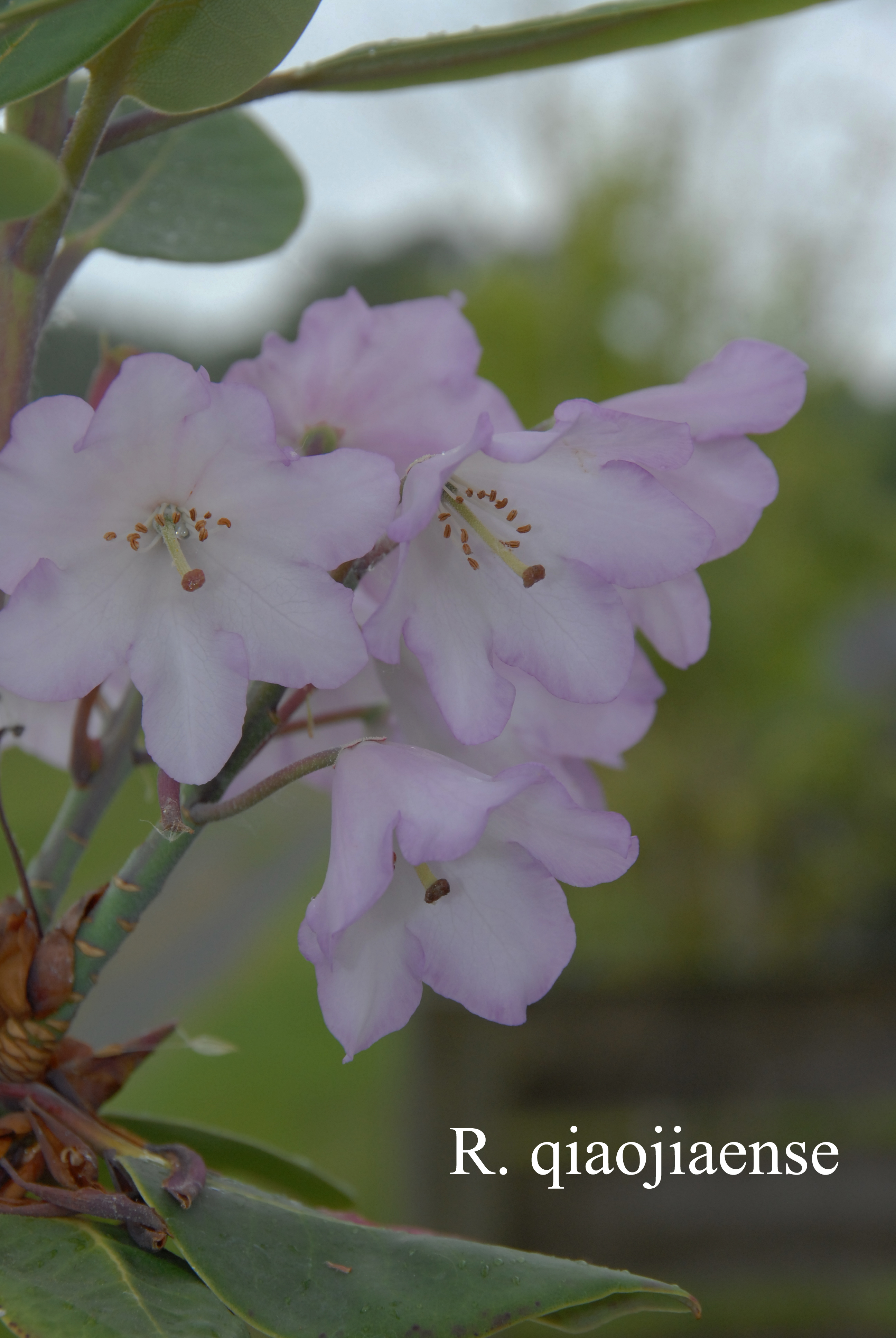 Rhododendron qiaojiaense photo