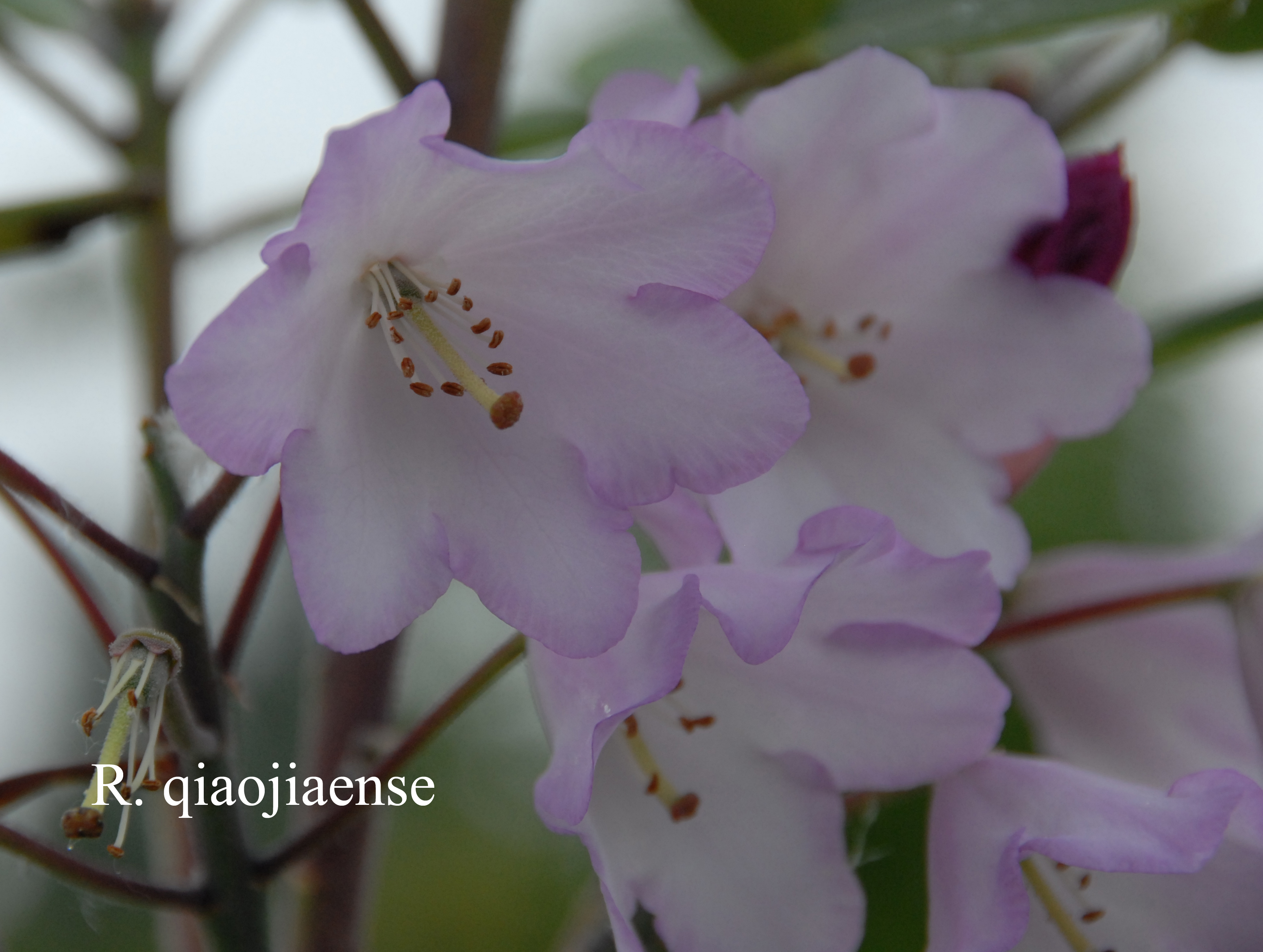 Rhododendron qiaojiaense photo