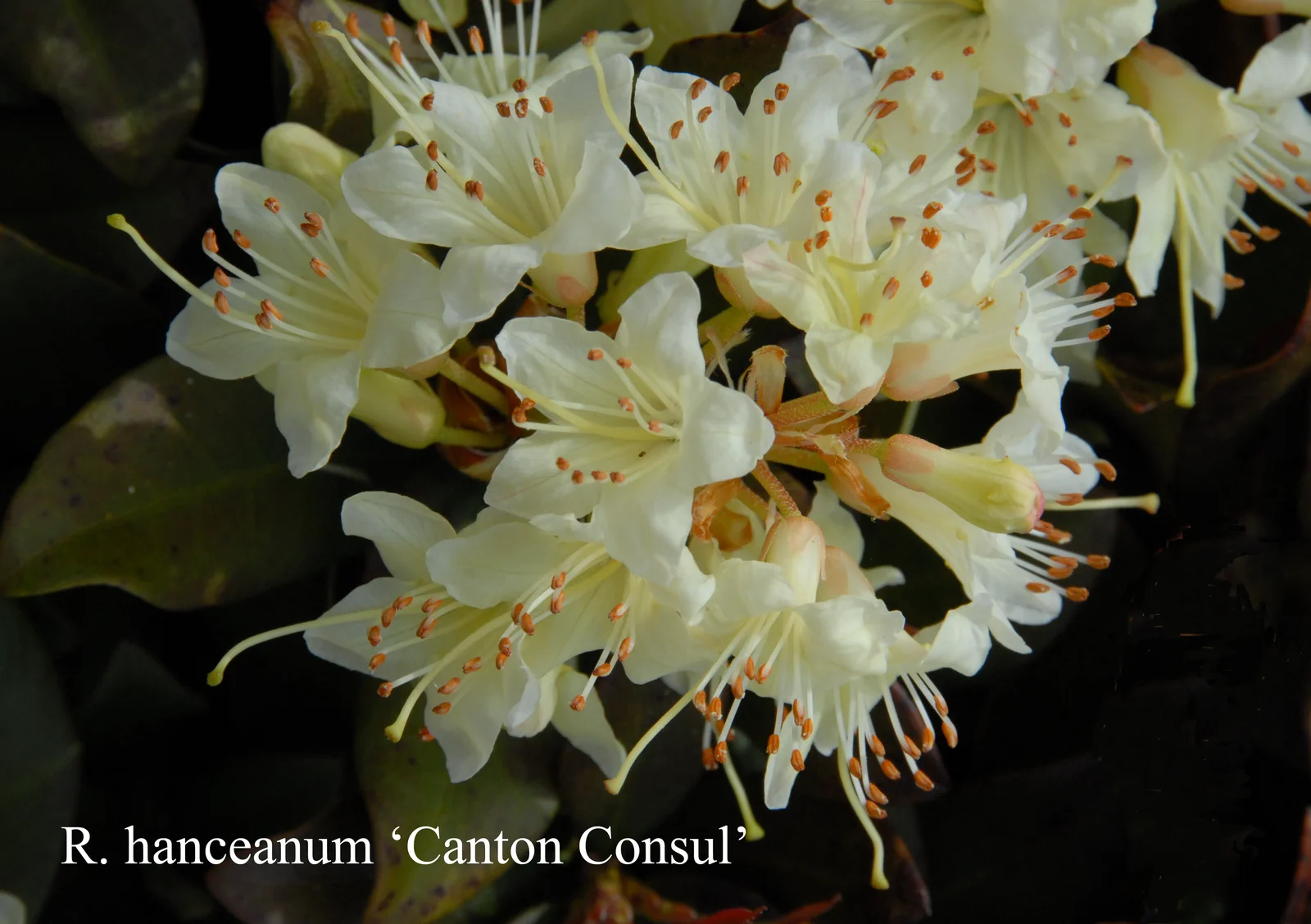 R. hanceanum Nanum Group 'Canton Consul' photo of R. hanceanum Nanum Group 'Canton Consul'. Location: Fearing's Farm Nursery, Abbotsford, BC, Canada. Photo by: Harold Fearing