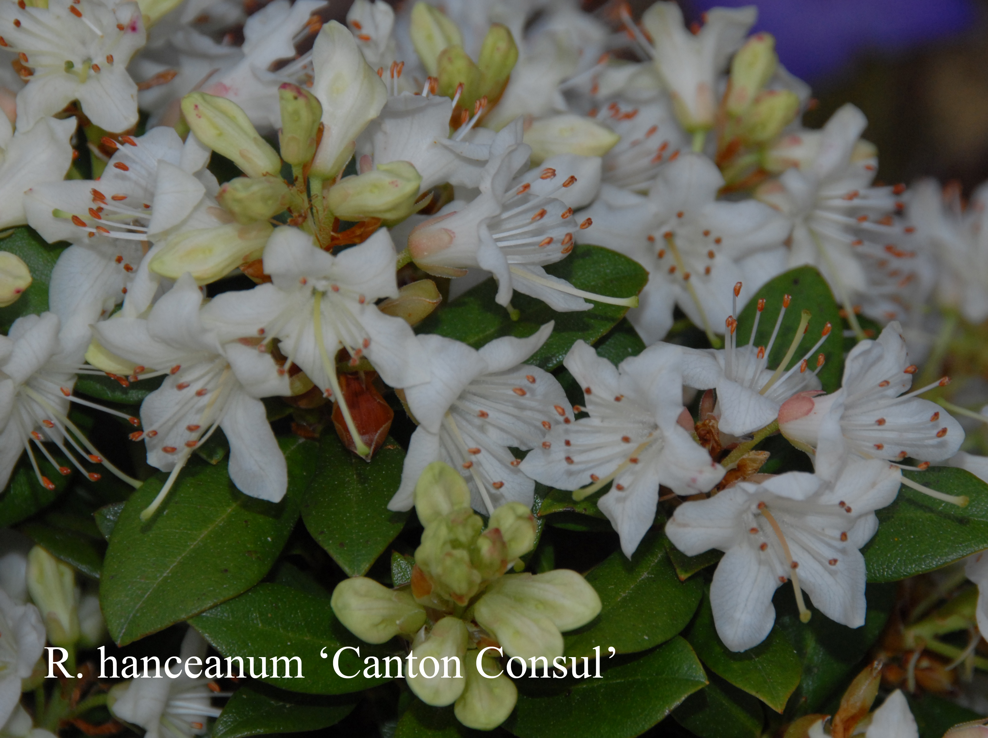 Rhododendron Canton Consul photo
