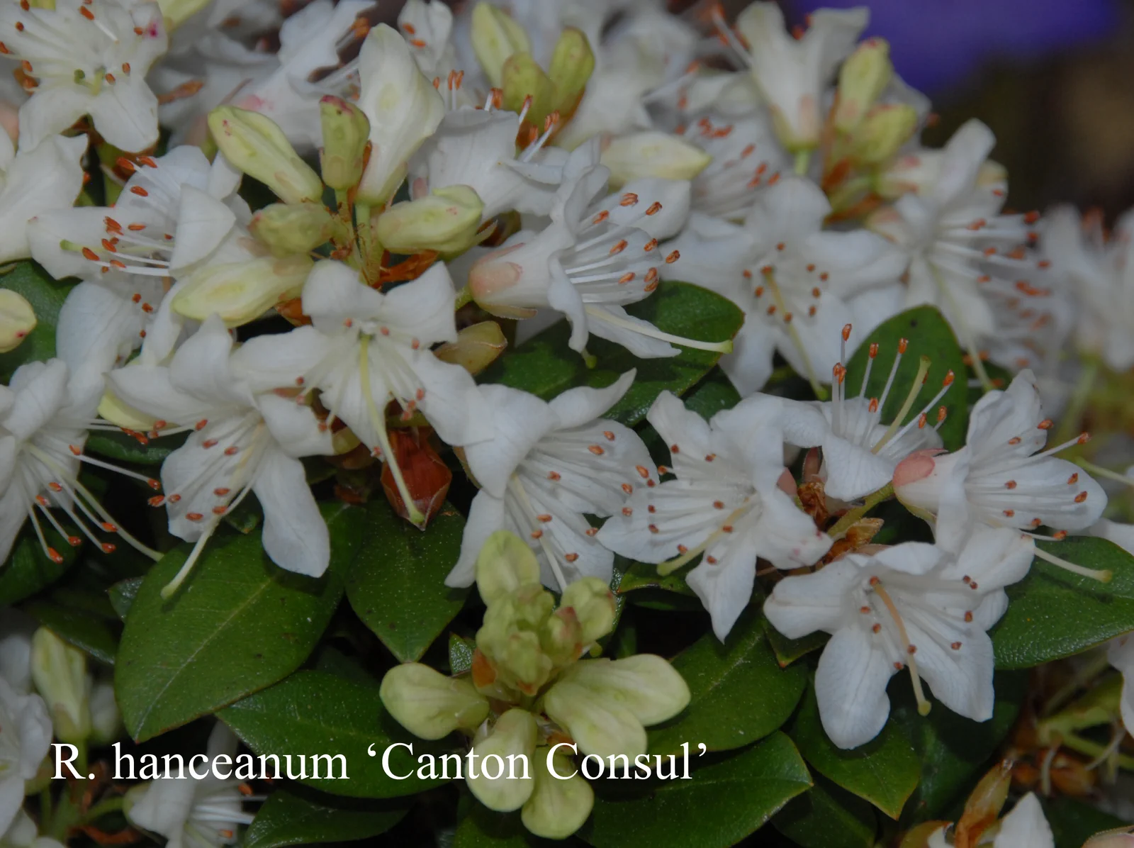 R. hanceanum Nanum Group 'Canton Consul' photo of R. hanceanum Nanum Group 'Canton Consul'. Location: Fearing's Farm Nursery, Abbotsford, BC, Canada. Photo by: Harold Fearing