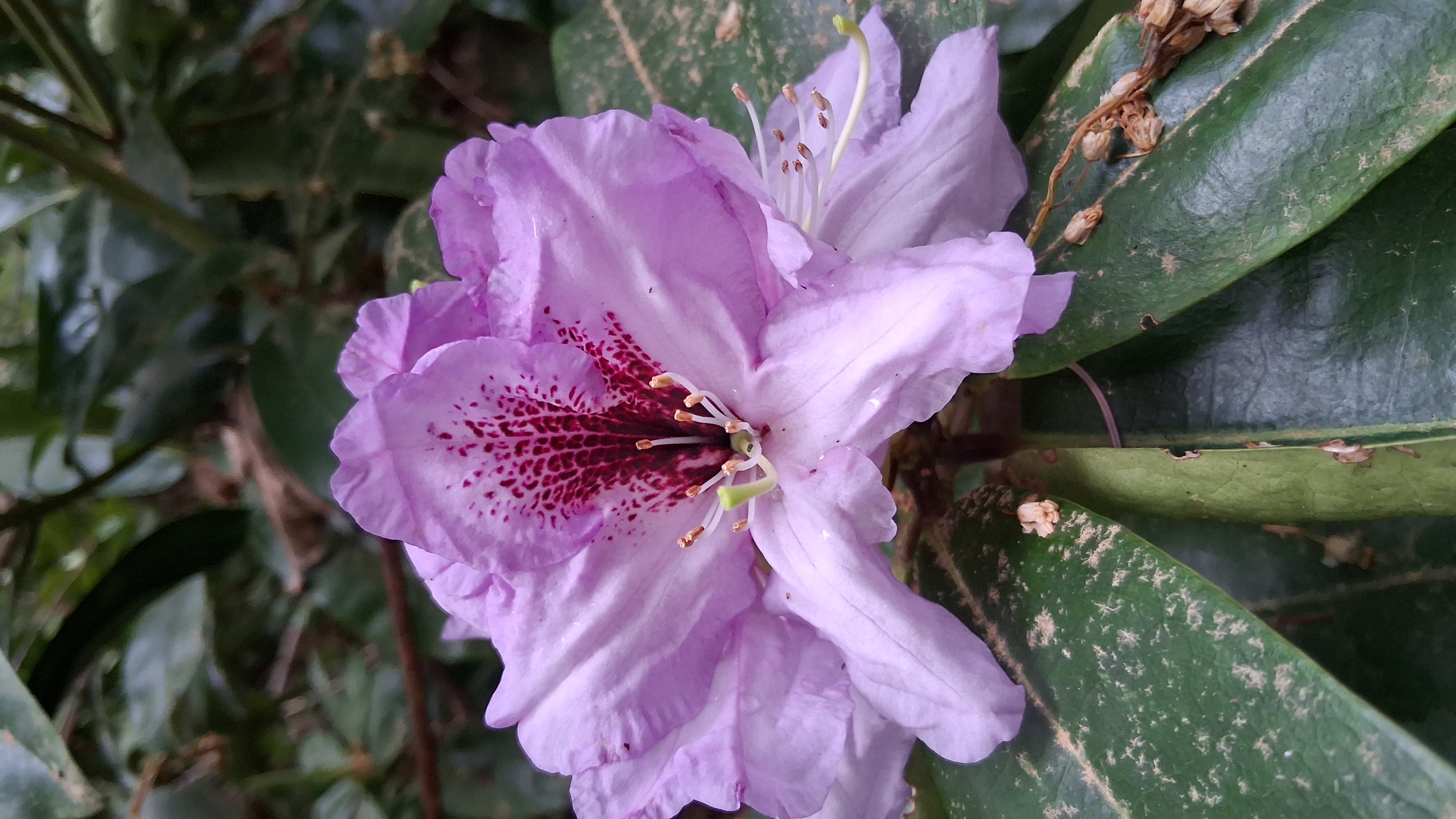 Rhododendron Arthur Bedford photo