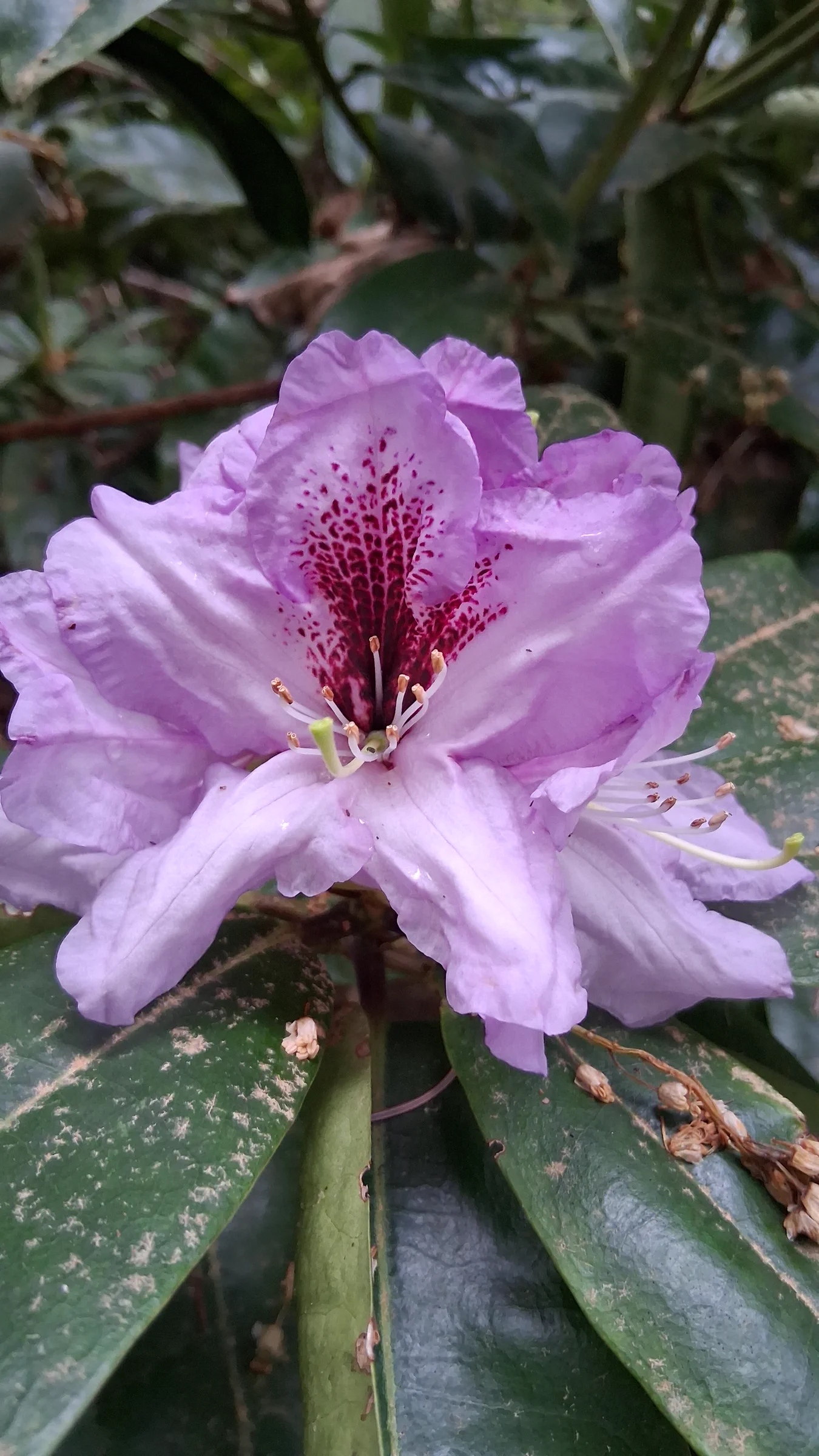 R. 'Arthur Bedford' photo of R. 'Arthur Bedford'. R. 'Arthur Bedford'. Location: ARS Rhododendron Garden at Point Defiance Park, Tacoma WA. Photo by: Thatrhodylady