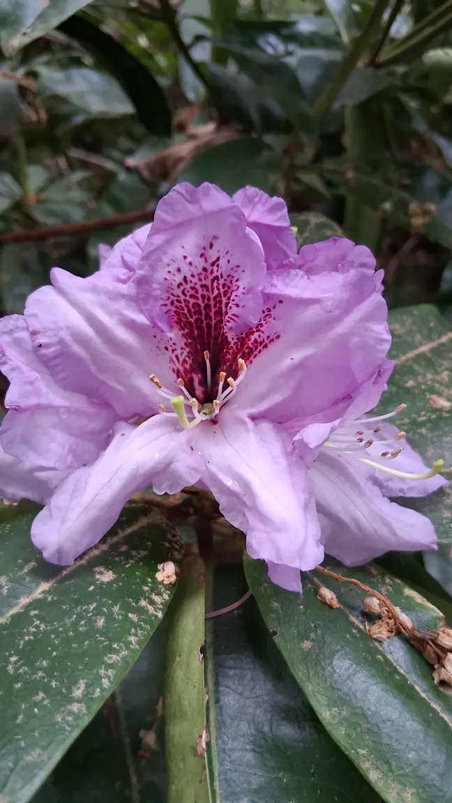 Photo of R. 'Arthur Bedford', Rhododendron Hybrid