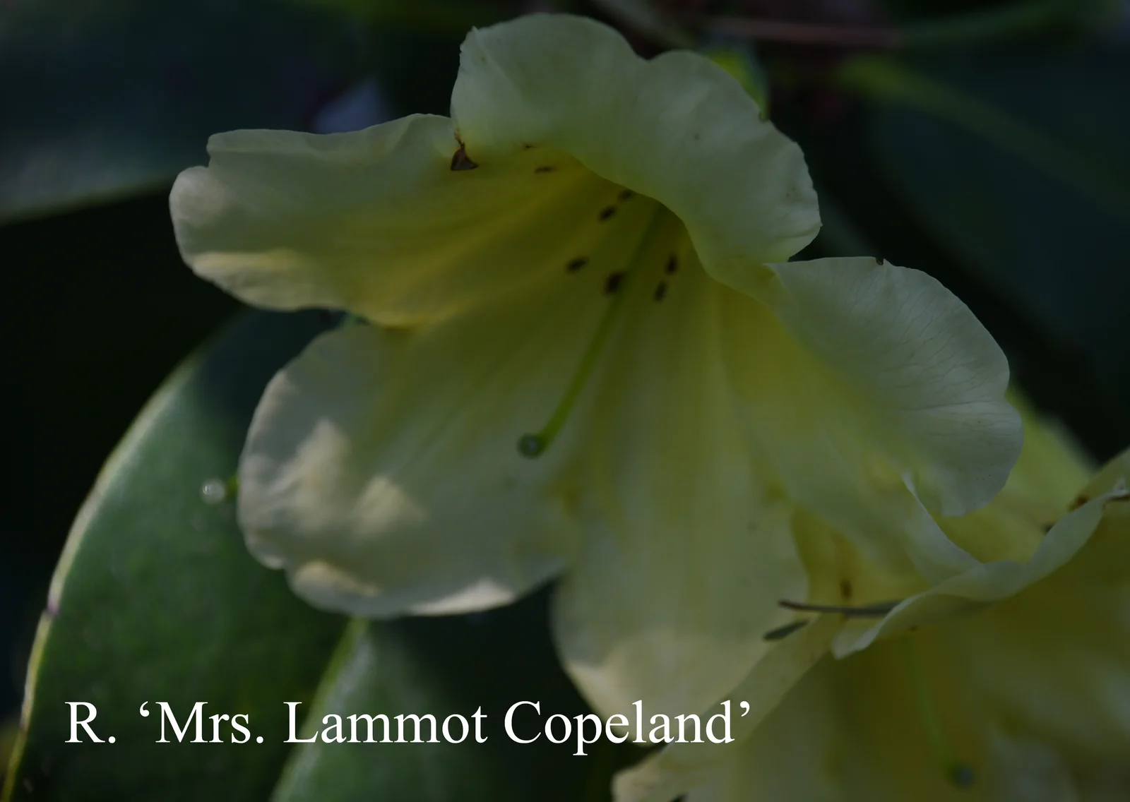 R. 'Mrs Lammot Copeland' photo of R. 'Mrs Lammot Copeland'. Location: Fearing's Farm Nursery, Abbotsford, BC, Canada. Photo by: Harold Fearing