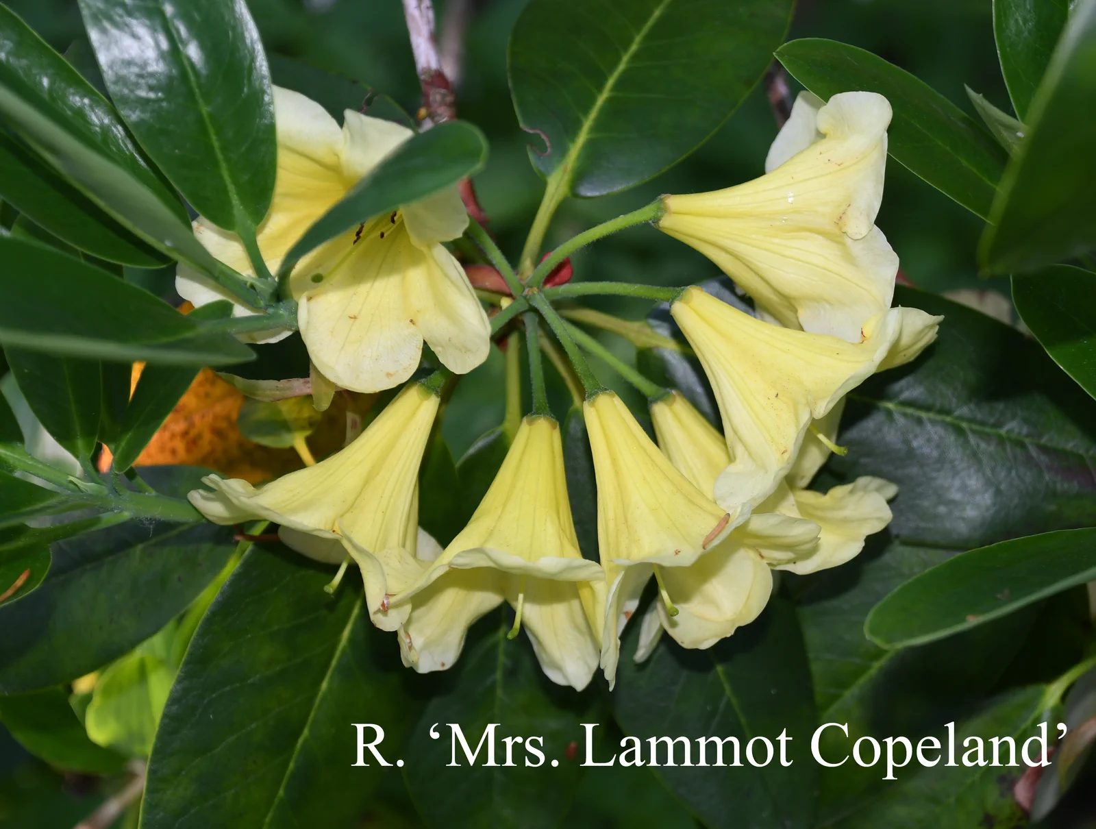 R. 'Mrs Lammot Copeland' photo of R. 'Mrs Lammot Copeland'. Location: Fearing's Farm Nursery, Abbotsford, BC, Canada. Photo by: Harold Fearing