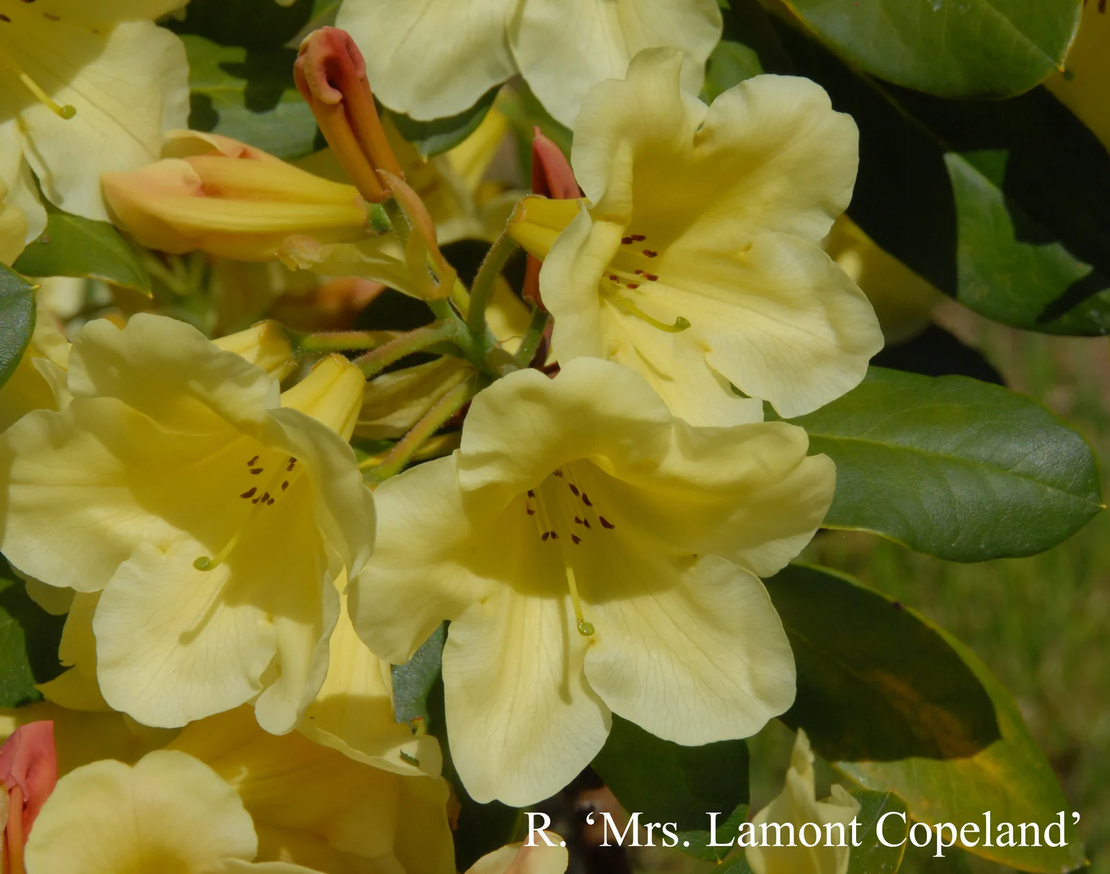 R. 'Mrs Lammot Copeland' photo of R. 'Mrs Lammot Copeland'. Location: Fearing's Farm Nursery, Abbotsford, BC, Canada. Photo by: Harold Fearing