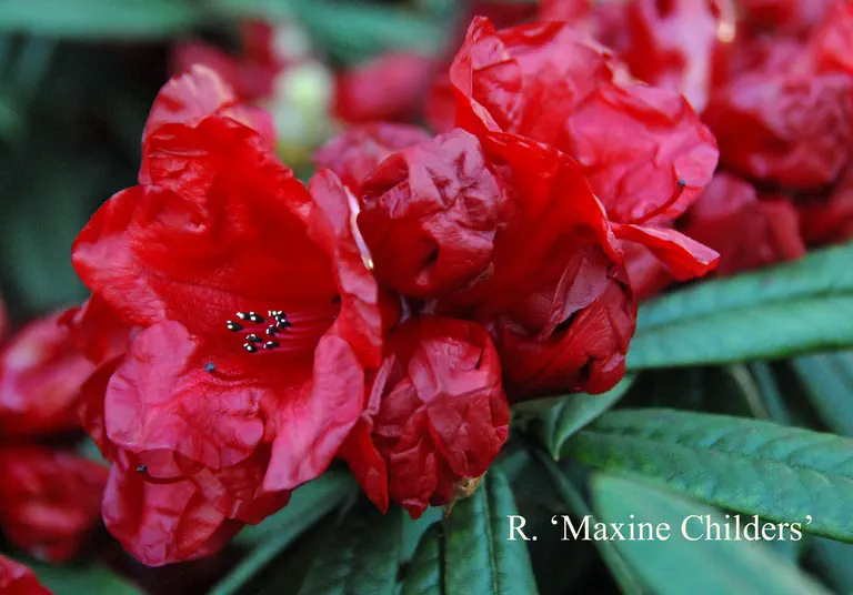 Photo of R. 'Maxine Childers', Rhododendron Hybrid