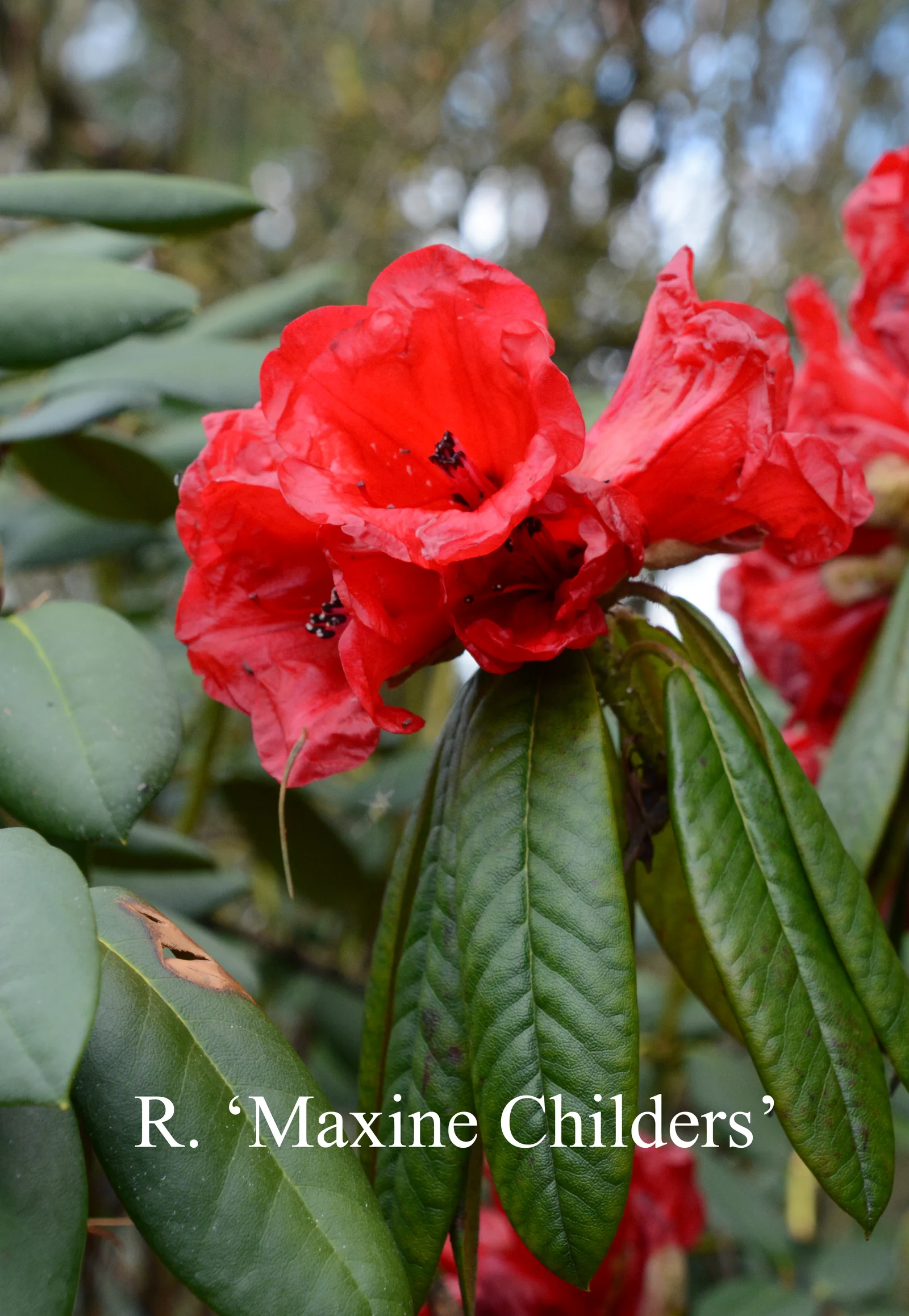 R. 'Maxine Childers' photo of R. 'Maxine Childers'. Location: Fearing's Farm Nursery, Abbotsford, BC, Canada. Photo by: Harold Fearing