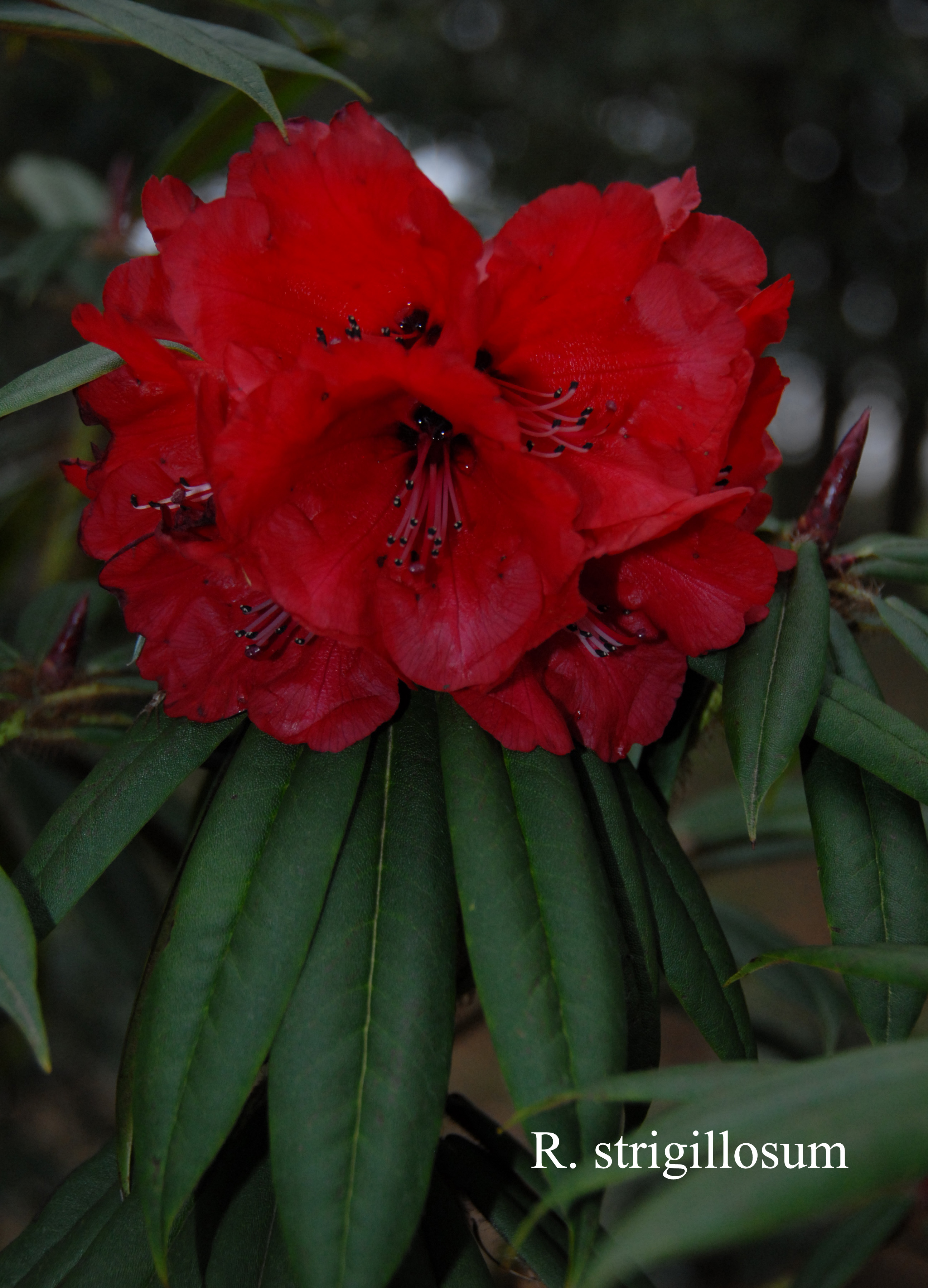 Rhododendron strigillosum photo