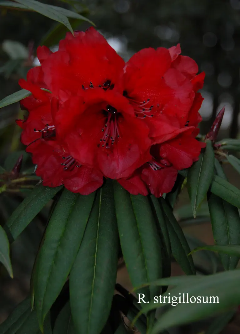Photo of R. strigillosum, Species