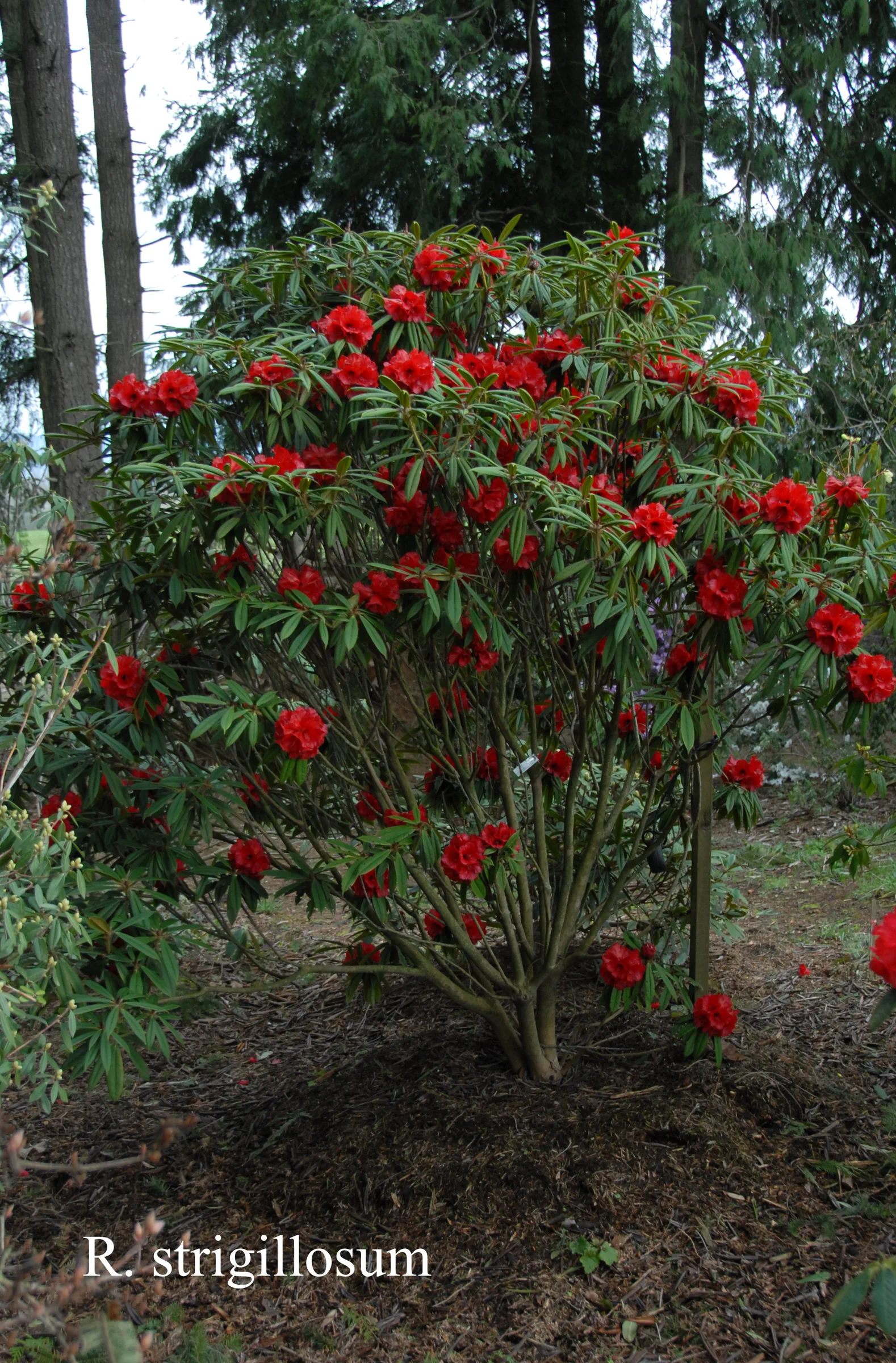 R. strigillosum photo of R. strigillosum. Location: Fearing's Farm Nursery, Abbotsford, BC, Canada. Photo by: Harold Fearing