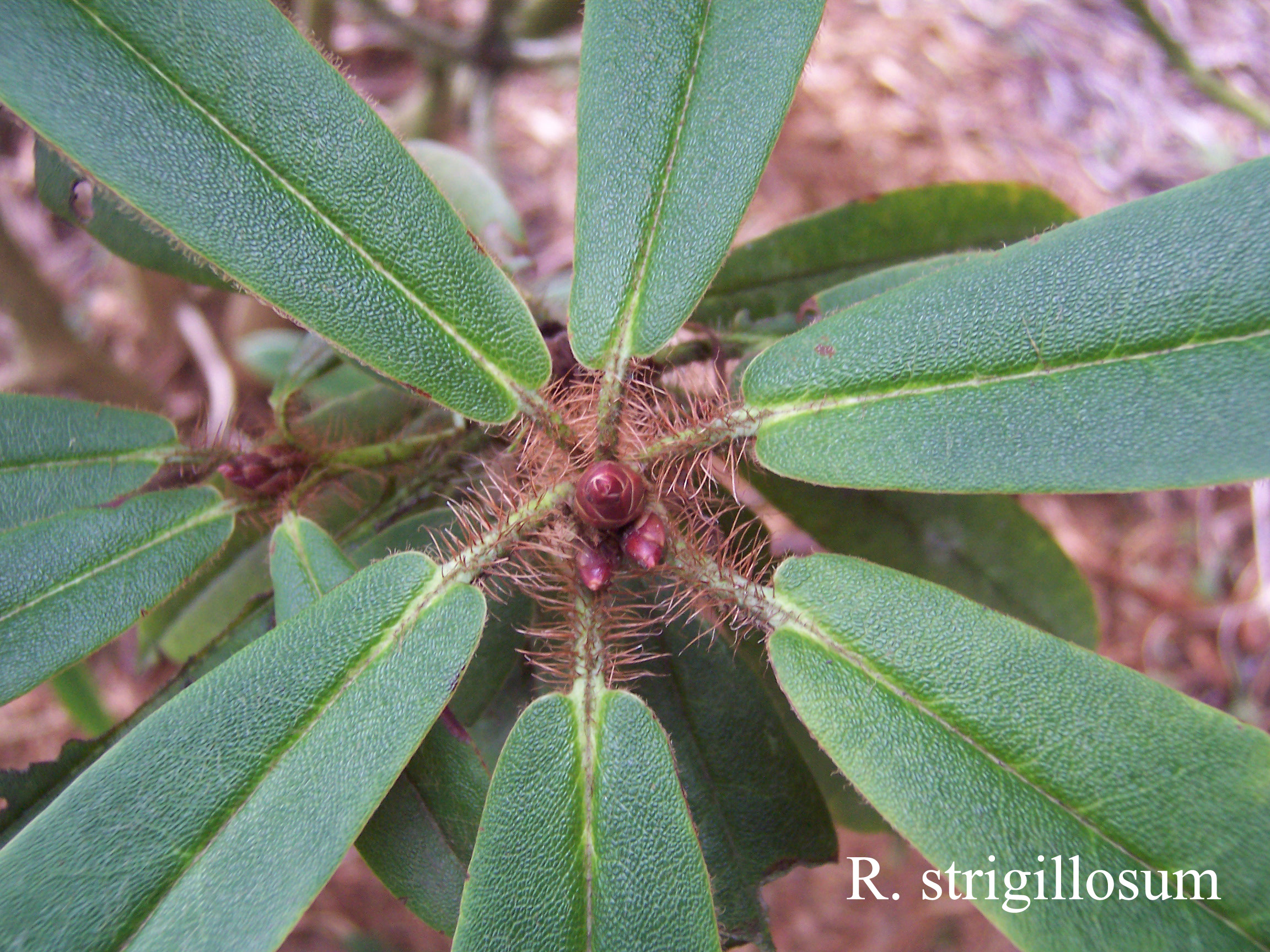 Rhododendron strigillosum photo