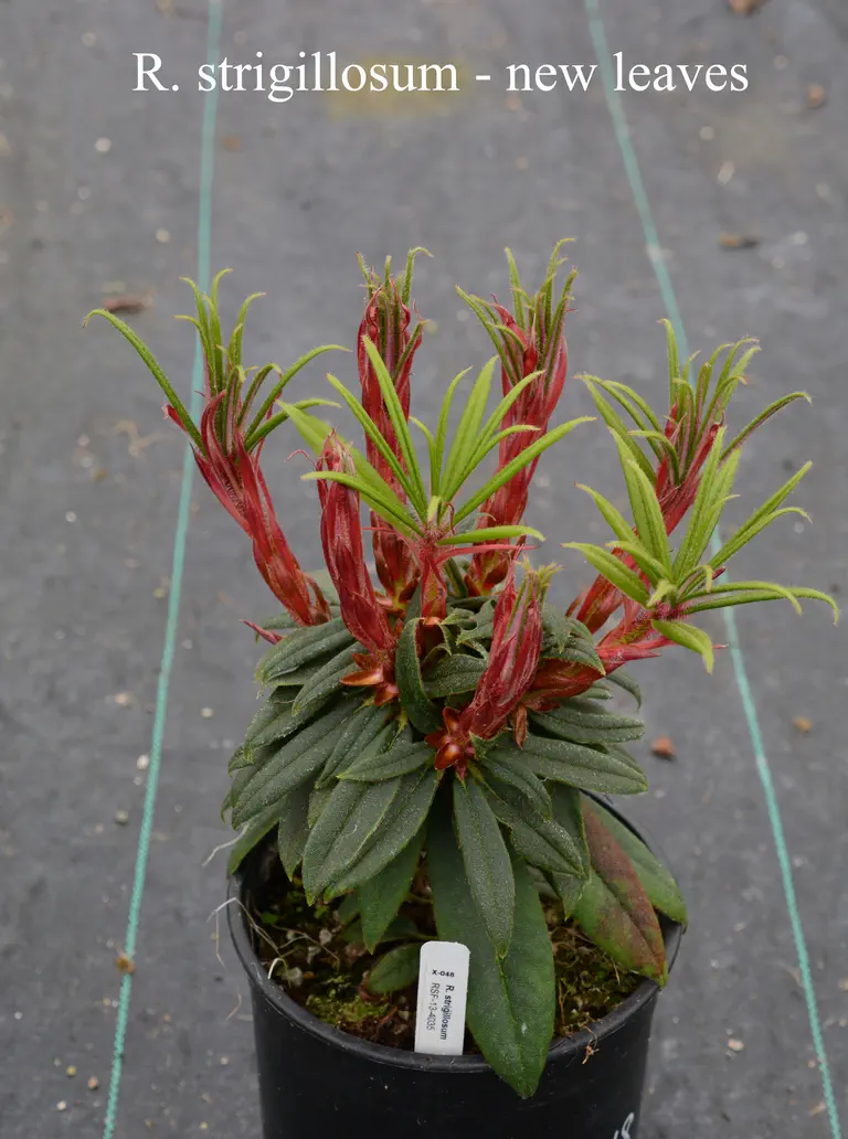 Photo of R. strigillosum, Species