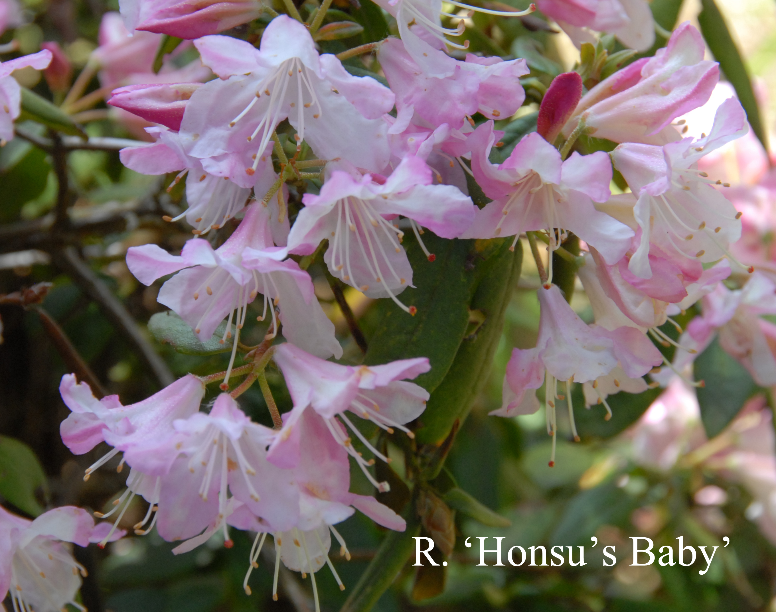Rhododendron Honsu’s Baby photo