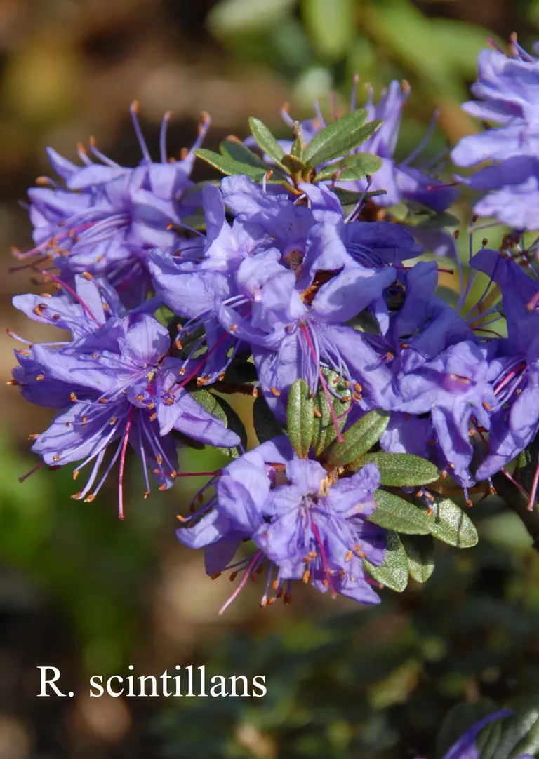 Photo of R. polycladum, Species