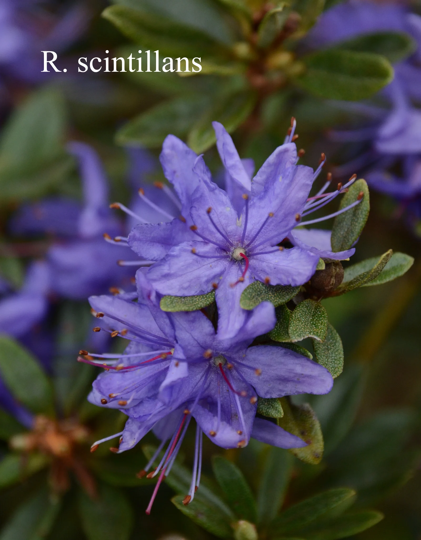R. polycladum photo of R. polycladum. Location: Fearing's Farm Nursery, Abbotsford, BC, Canada. Photo by: Harold Fearing
