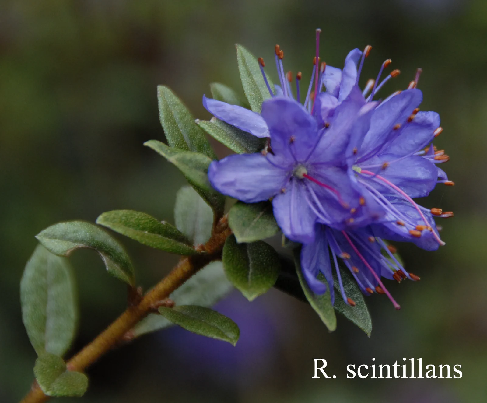 R. polycladum photo of R. polycladum. Location: Fearing's Farm Nursery, Abbotsford, BC, Canada. Photo by: Harold Fearing