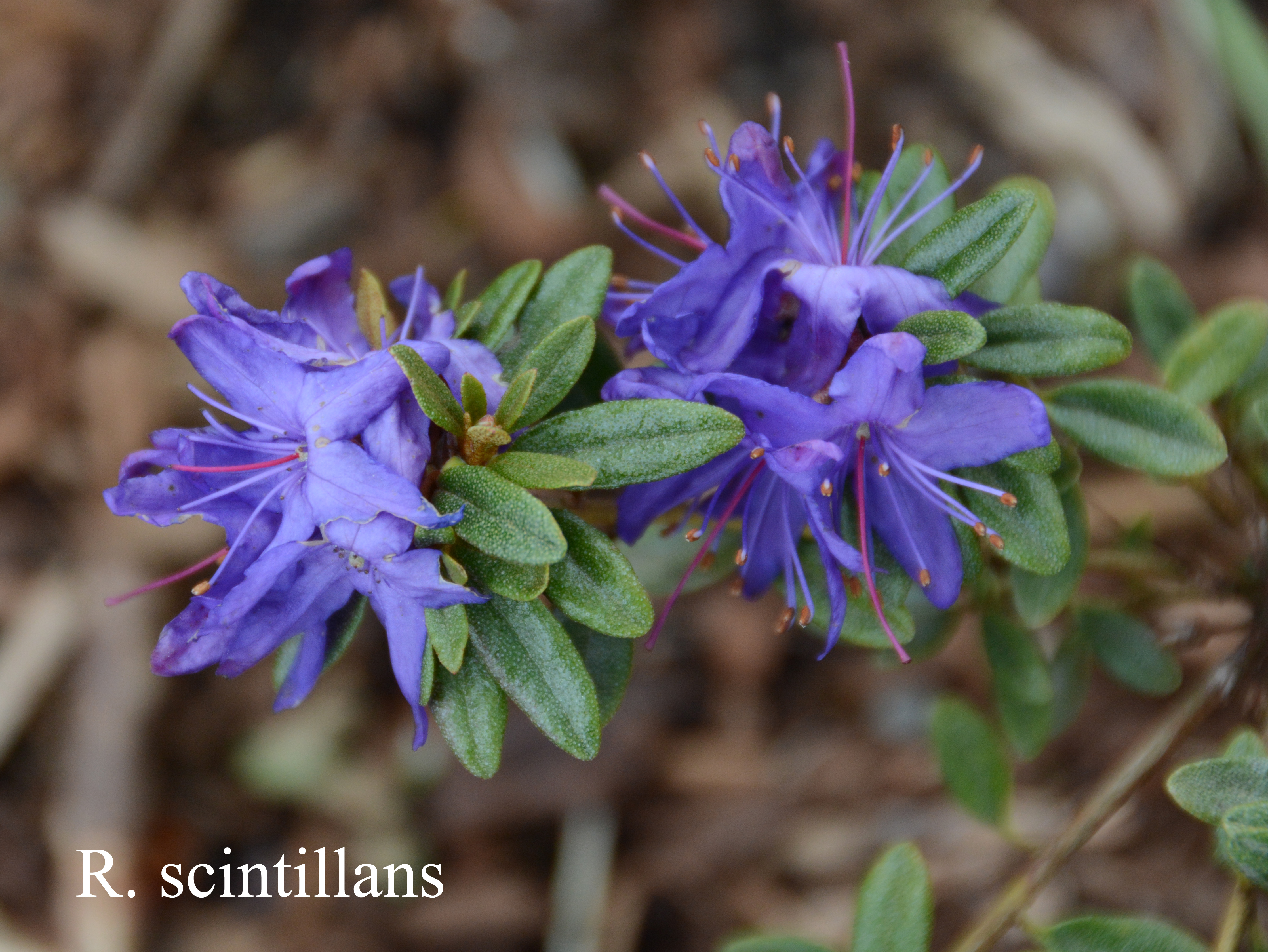 Rhododendron polycladum photo