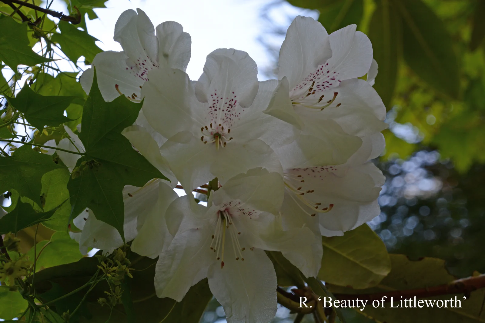 R. 'Beauty of Littleworth' photo of R. 'Beauty of Littleworth'. Location: Fearing's Farm Nursery, Abbotsford, BC, Canada. Photo by: Harold Fearing