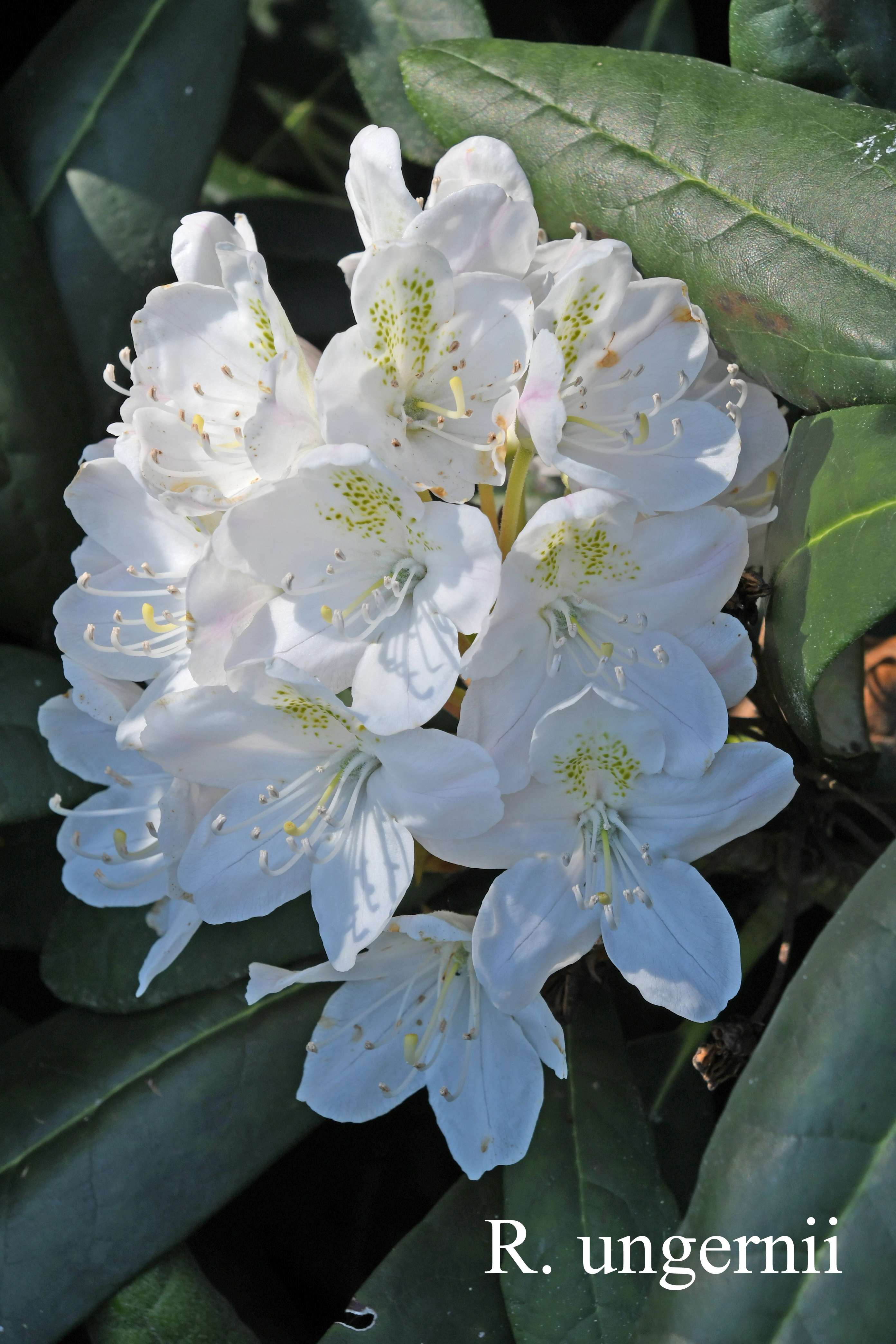 Rhododendron ungernii photo