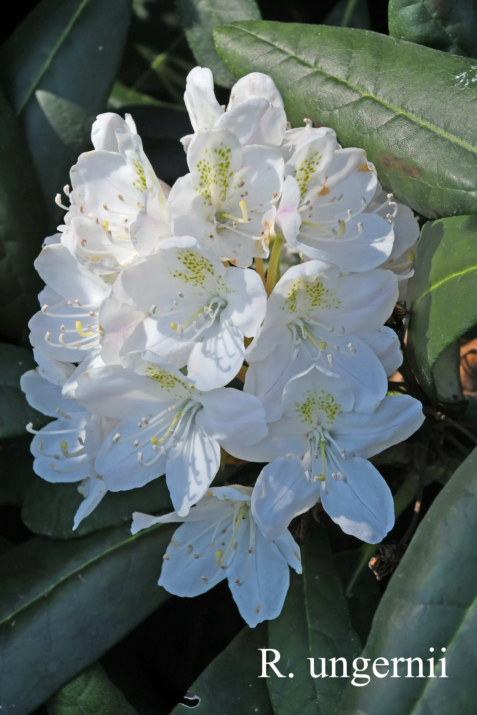 R. ungernii photo of R. ungernii. Location: Fearing's Farm Nursery, Abbotsford, BC, Canada. Photo by: Harold Fearing