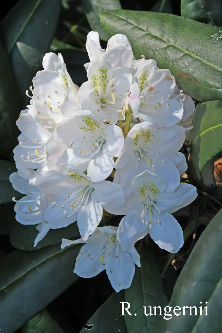 Photo of R. ungernii, Species