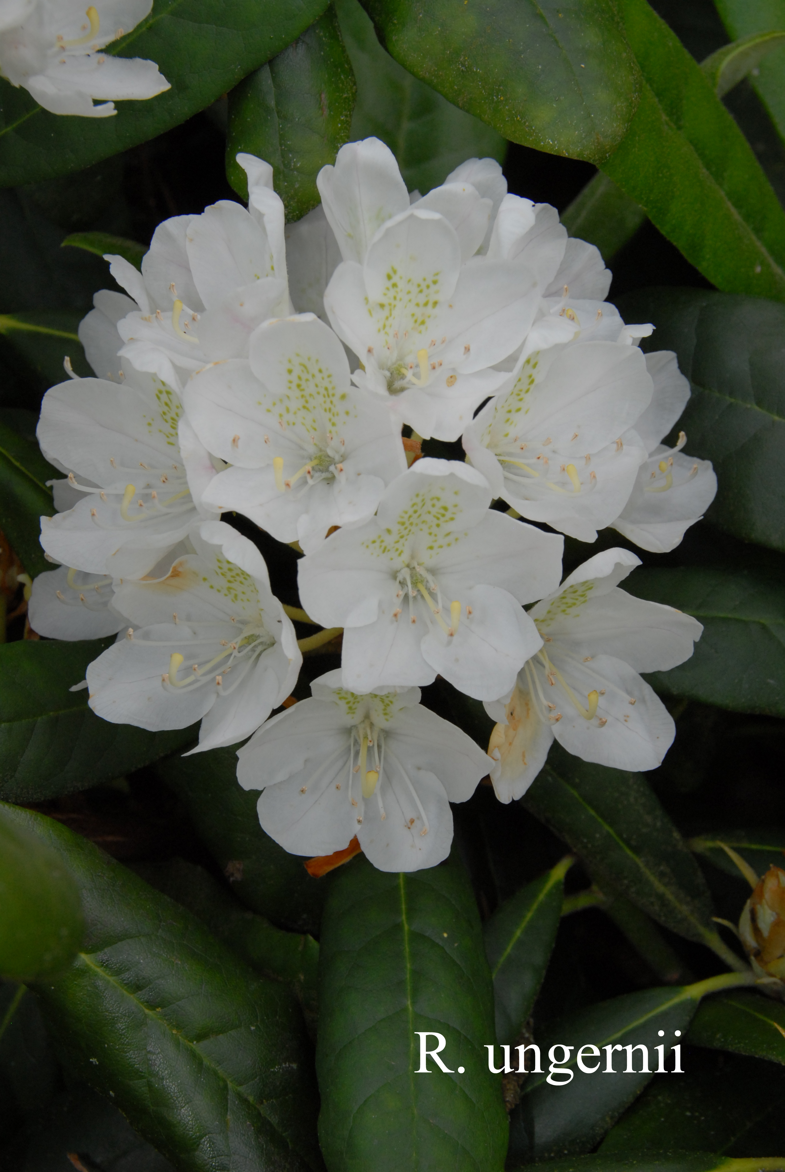 Rhododendron ungernii photo