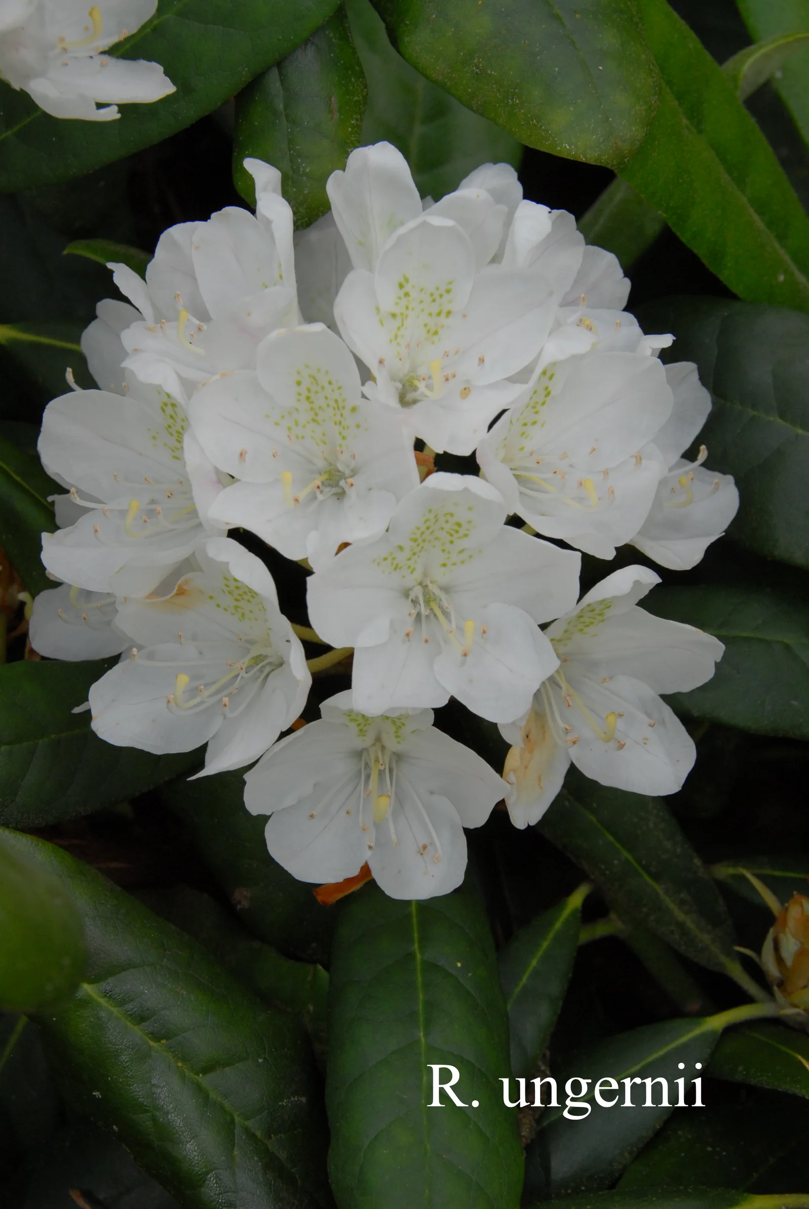 R. ungernii photo of R. ungernii. Location: Fearing's Farm Nursery, Abbotsford, BC, Canada. Photo by: Harold Fearing