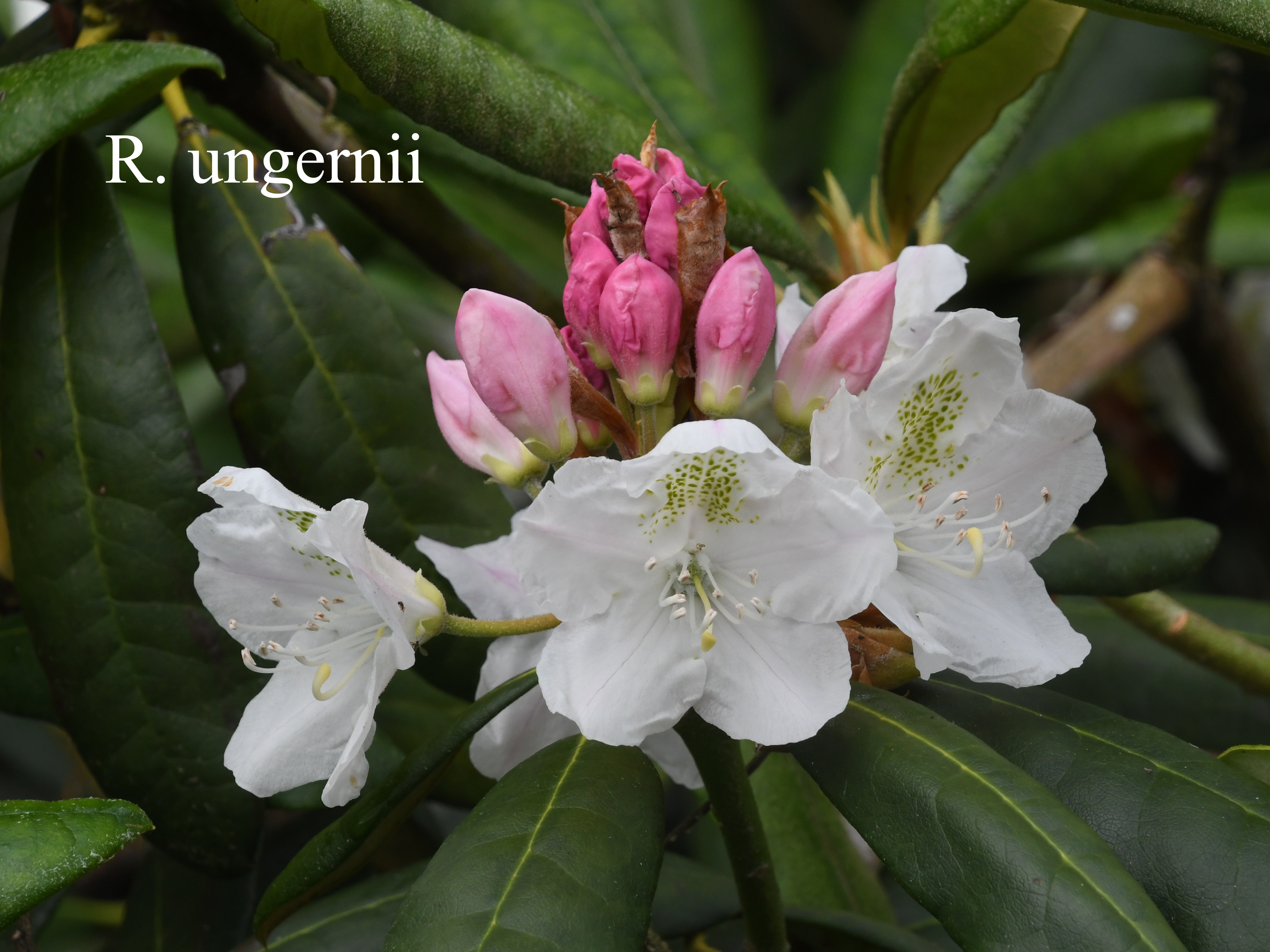 Rhododendron ungernii photo