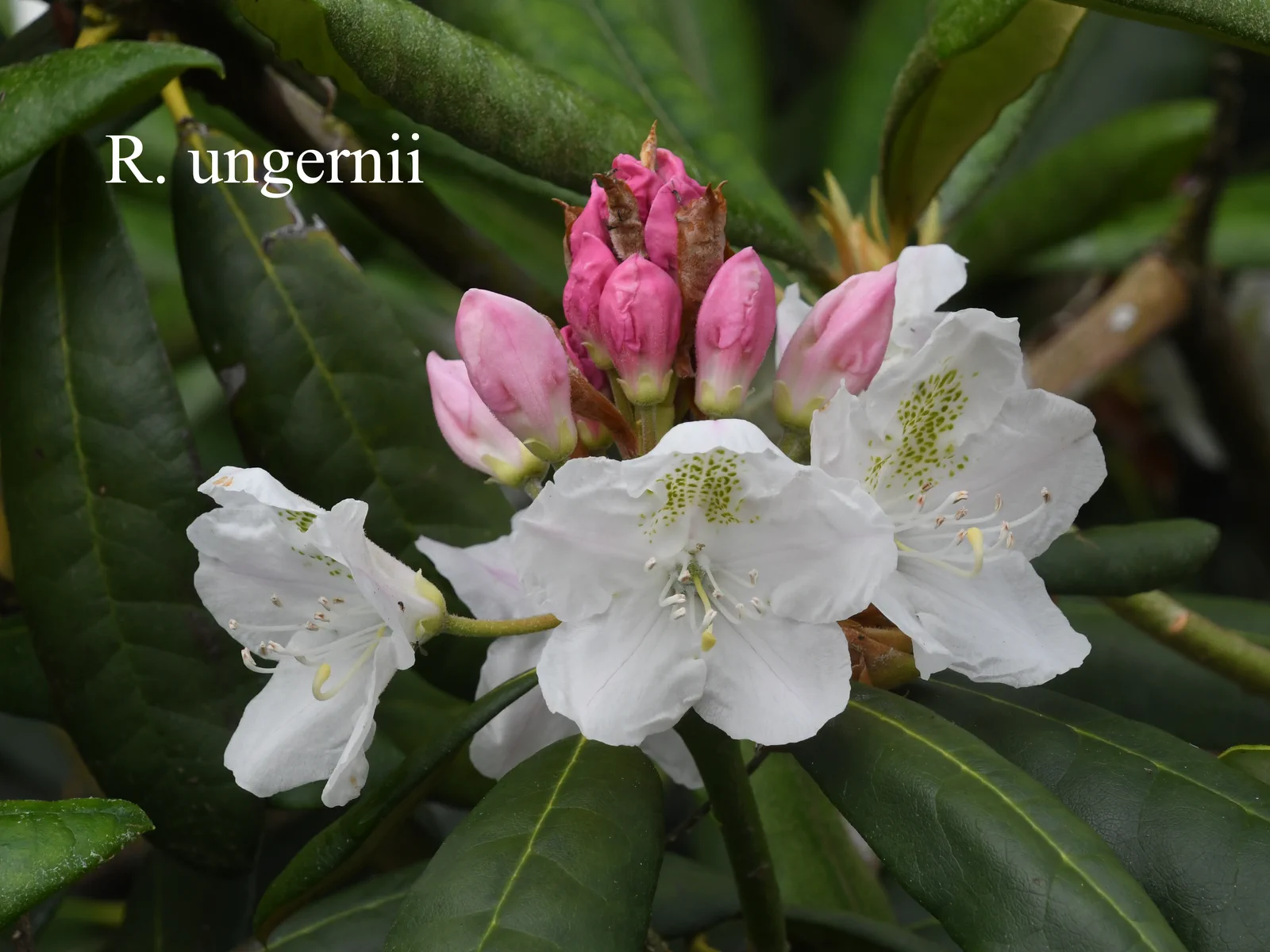 R. ungernii photo of R. ungernii. Location: Fearing's Farm Nursery, Abbotsford, BC, Canada. Photo by: Harold Fearing