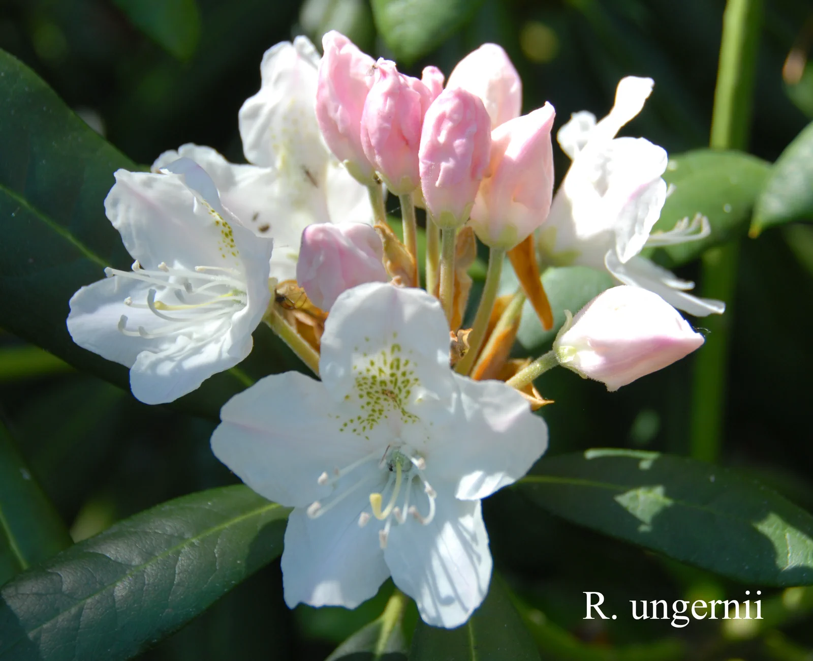R. ungernii photo of R. ungernii. Location: Fearing's Farm Nursery, Abbotsford, BC, Canada. Photo by: Harold Fearing