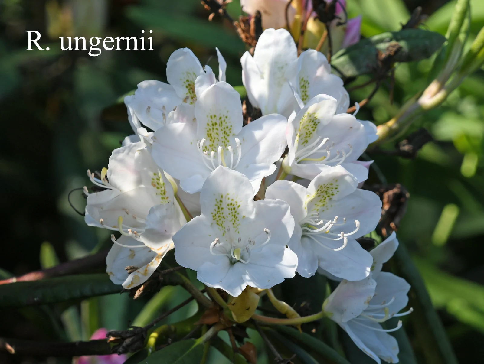 R. ungernii photo of R. ungernii. Location: Fearing's Farm Nursery, Abbotsford, BC, Canada. Photo by: Harold Fearing