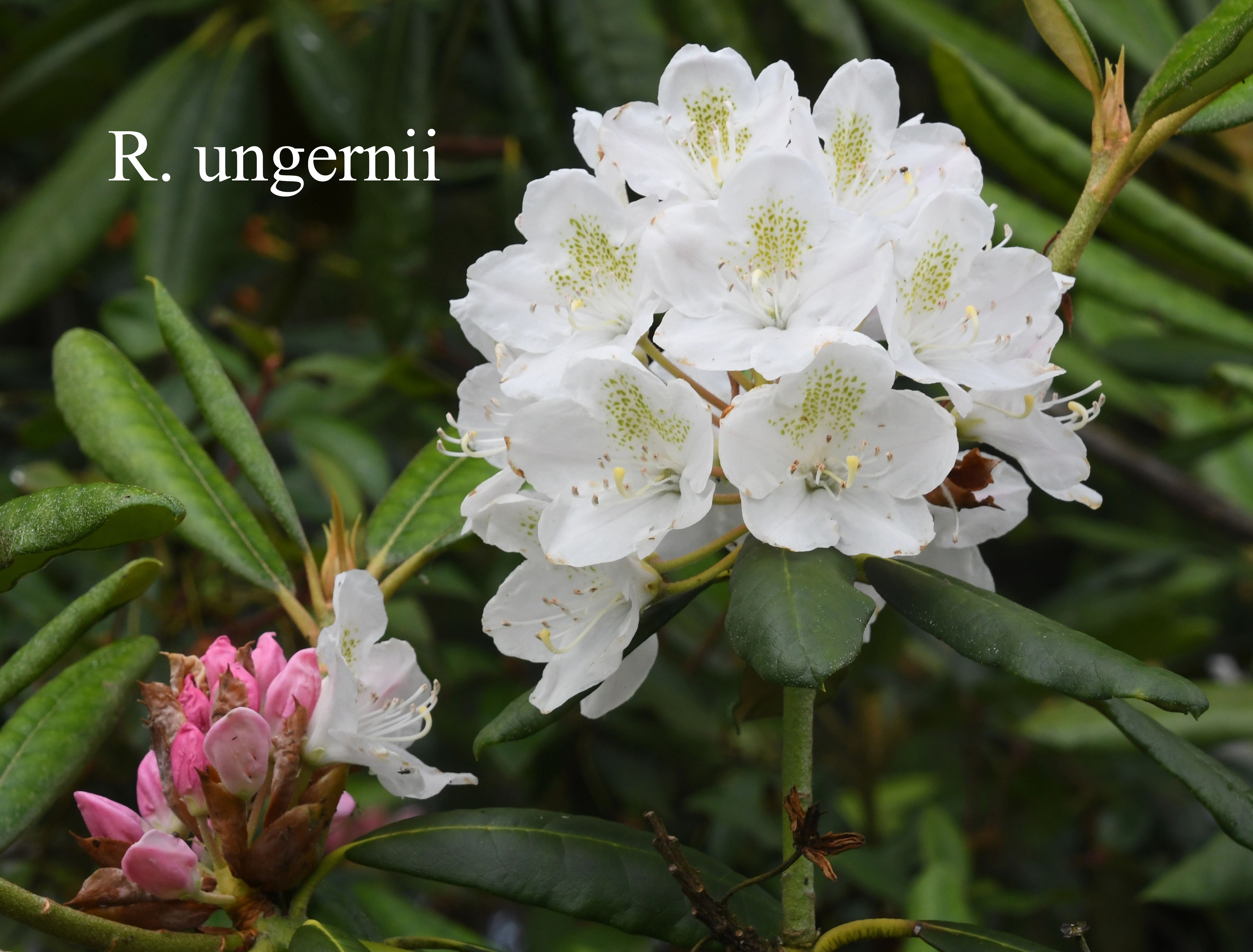 Rhododendron ungernii photo