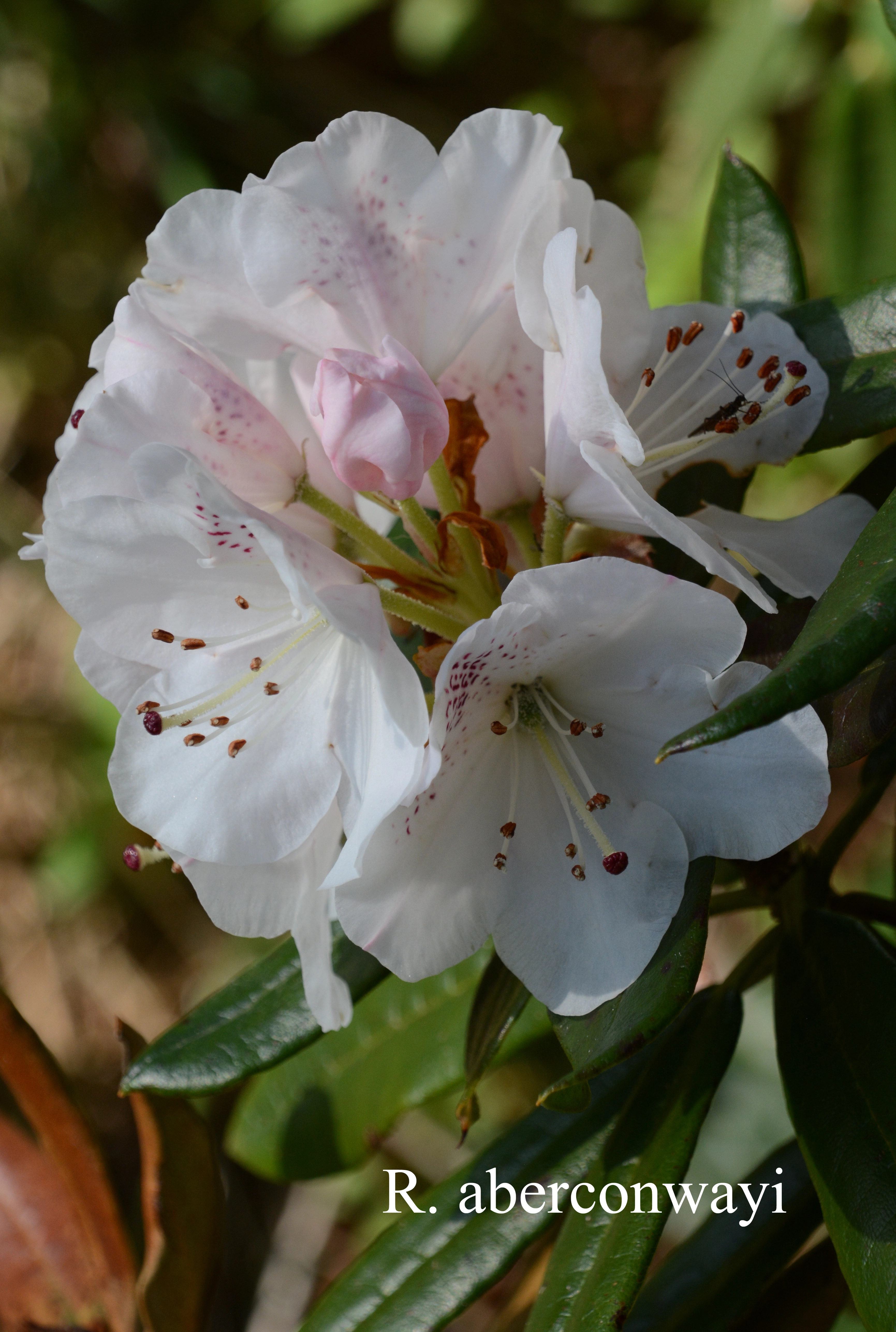 Rhododendron aberconwayi photo