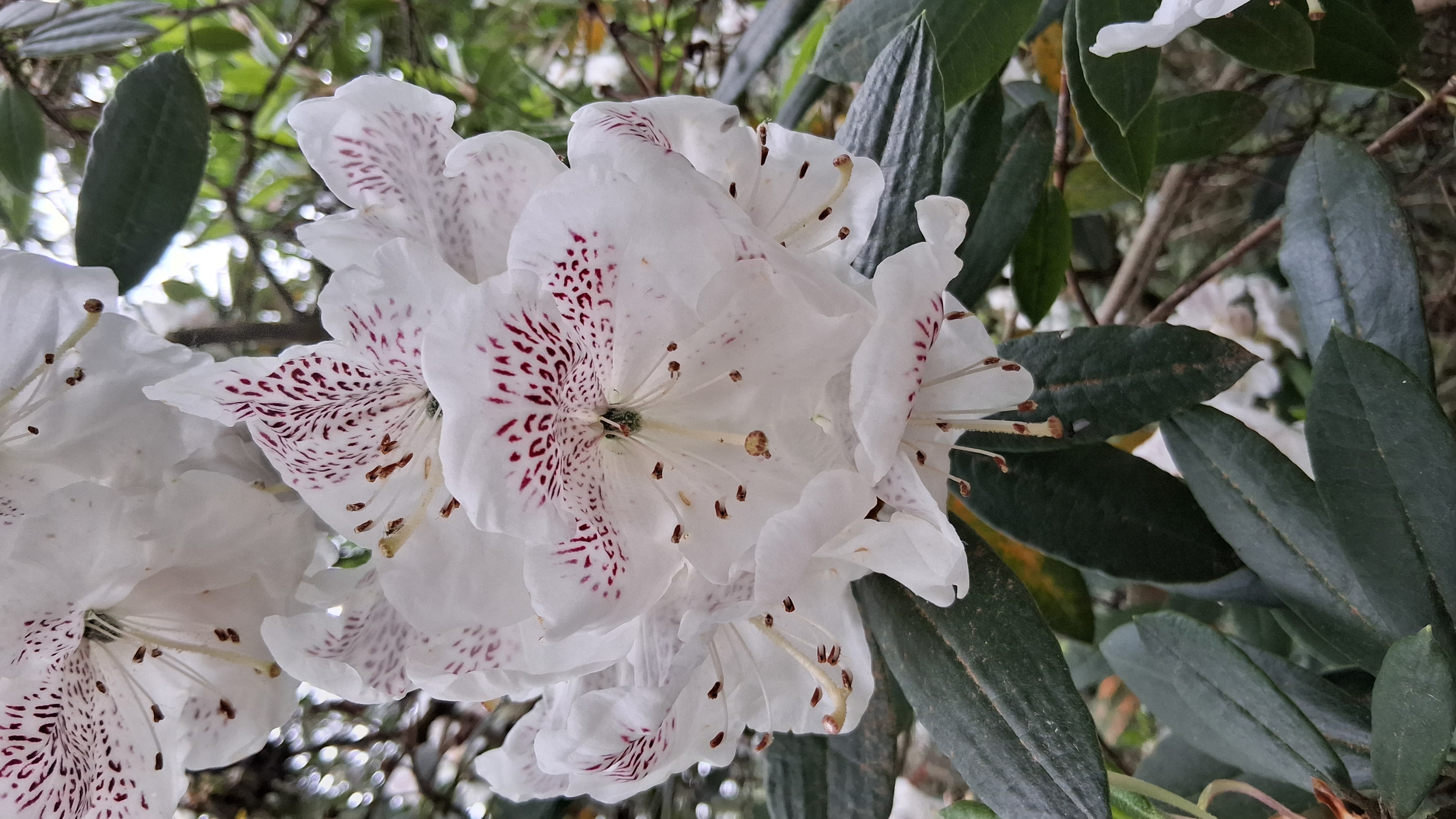 Rhododendron aberconwayi photo