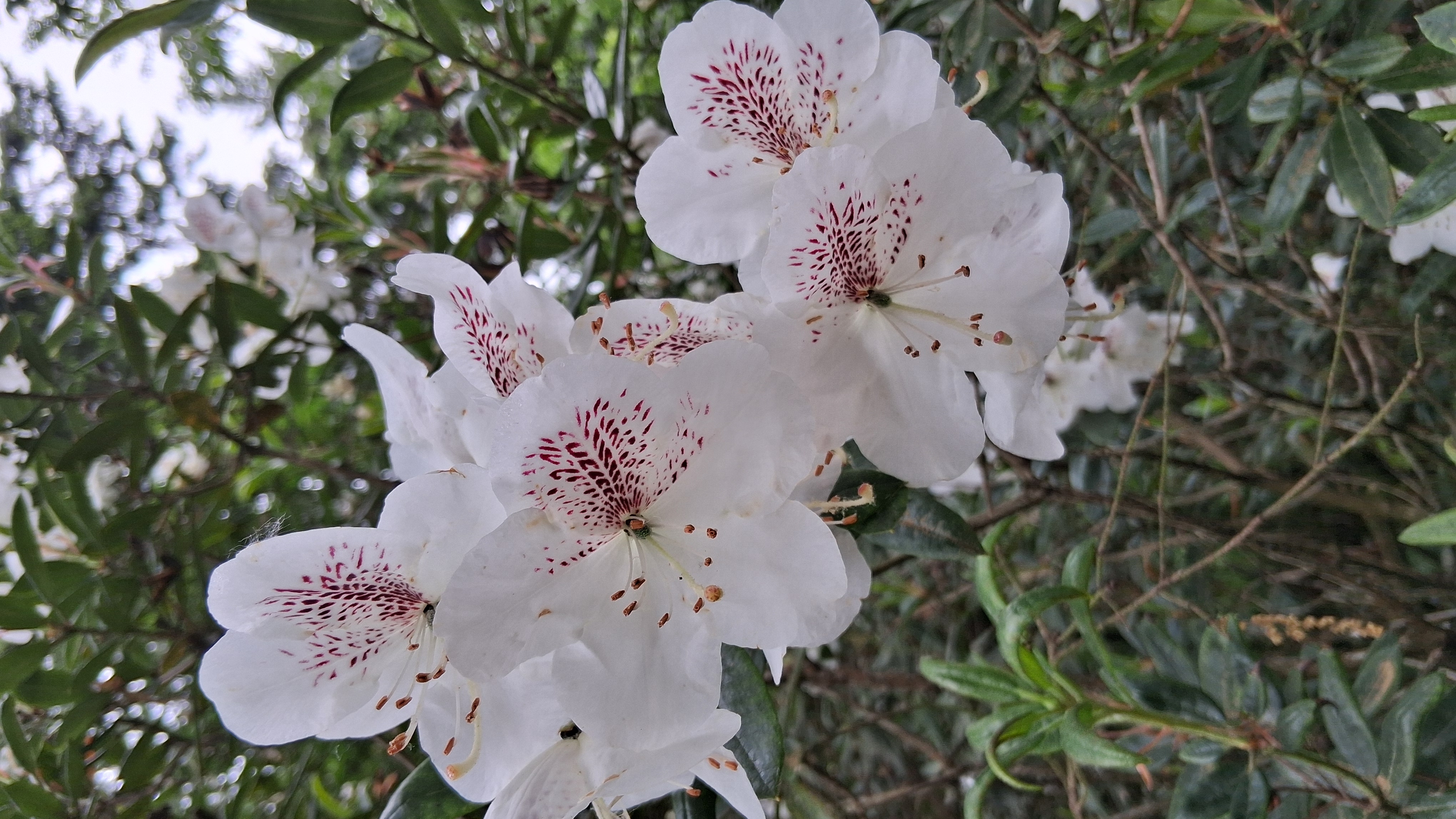 Rhododendron aberconwayi photo