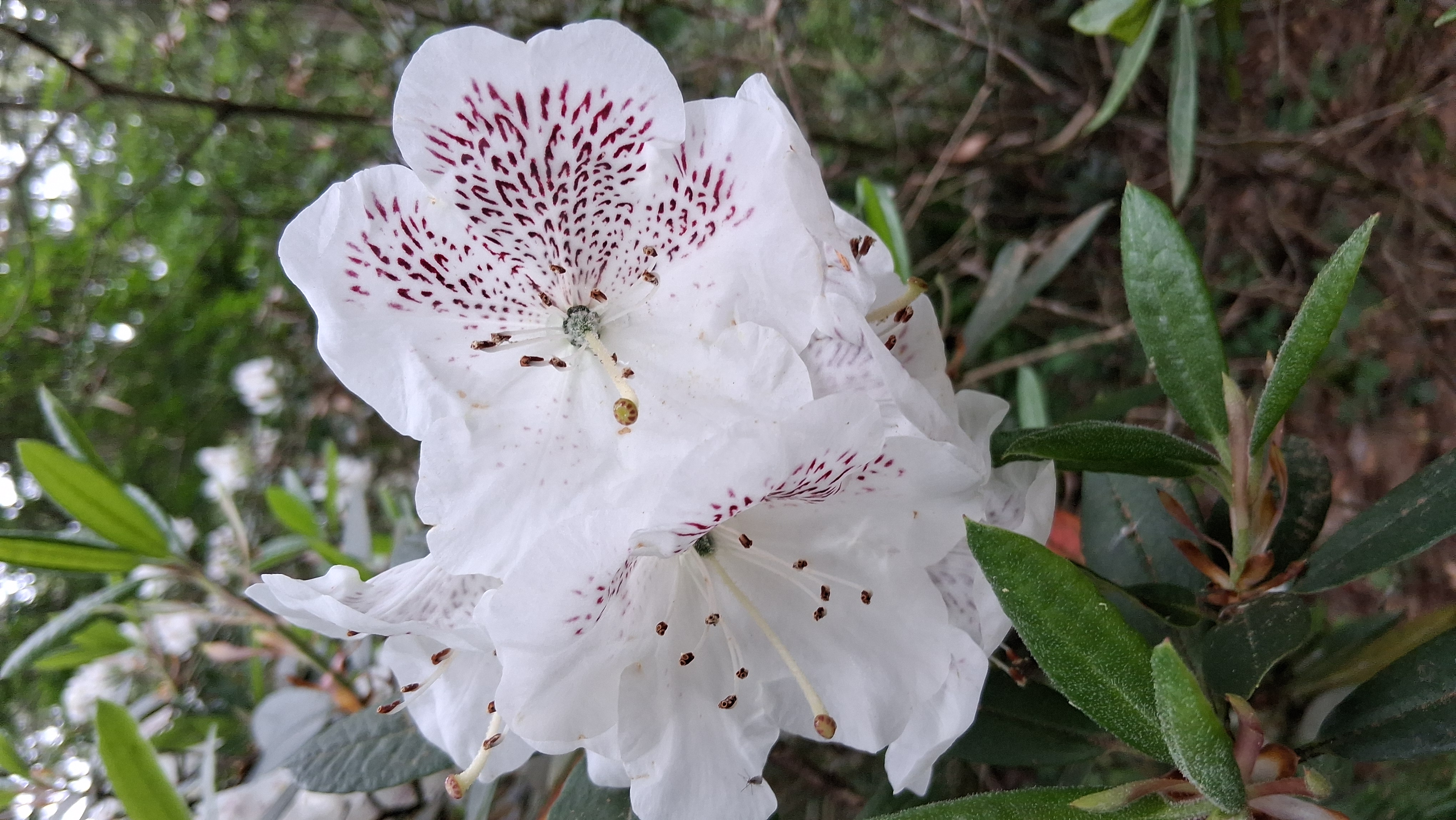 Rhododendron aberconwayi photo