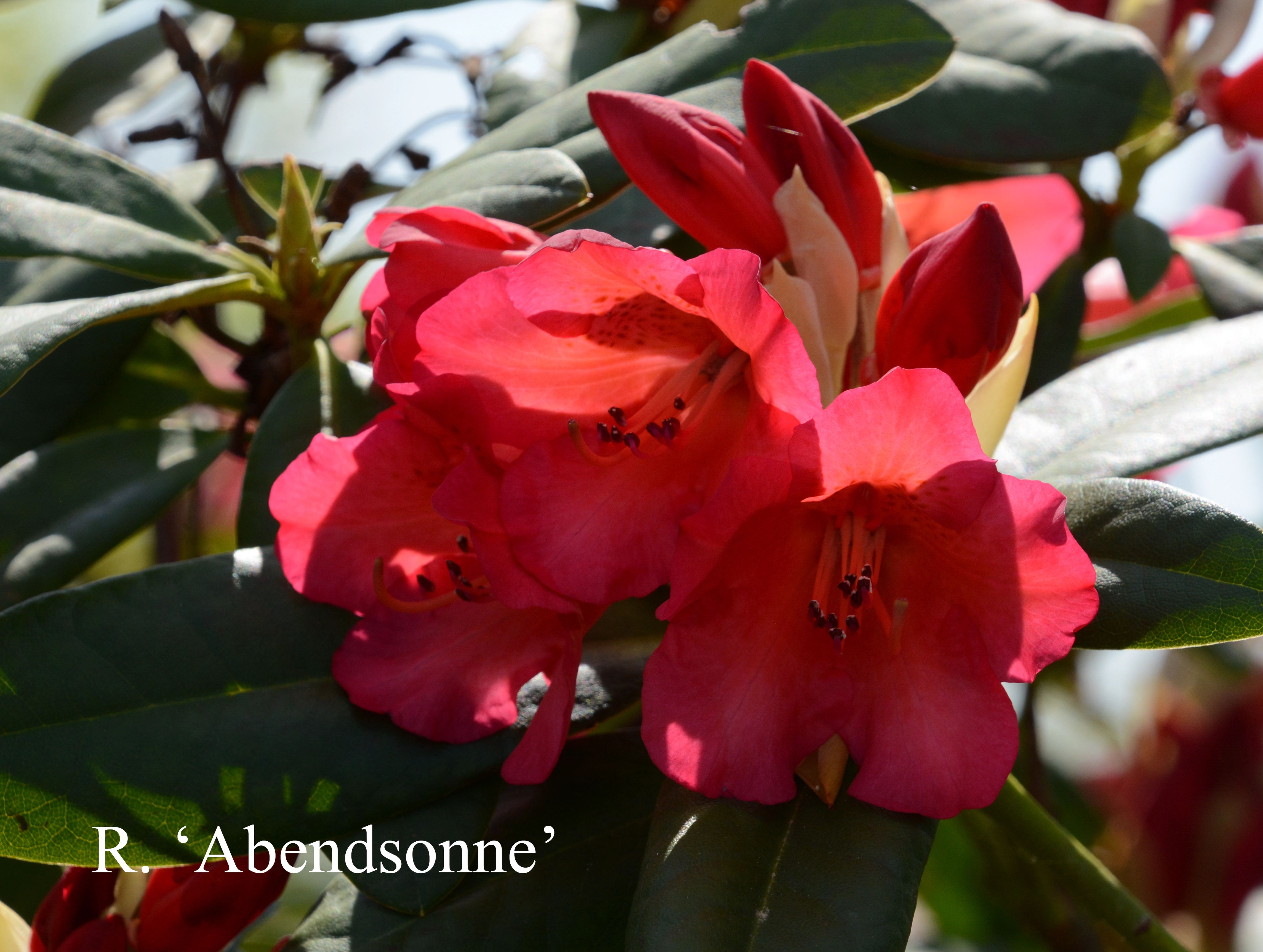 Rhododendron Abendsonne photo