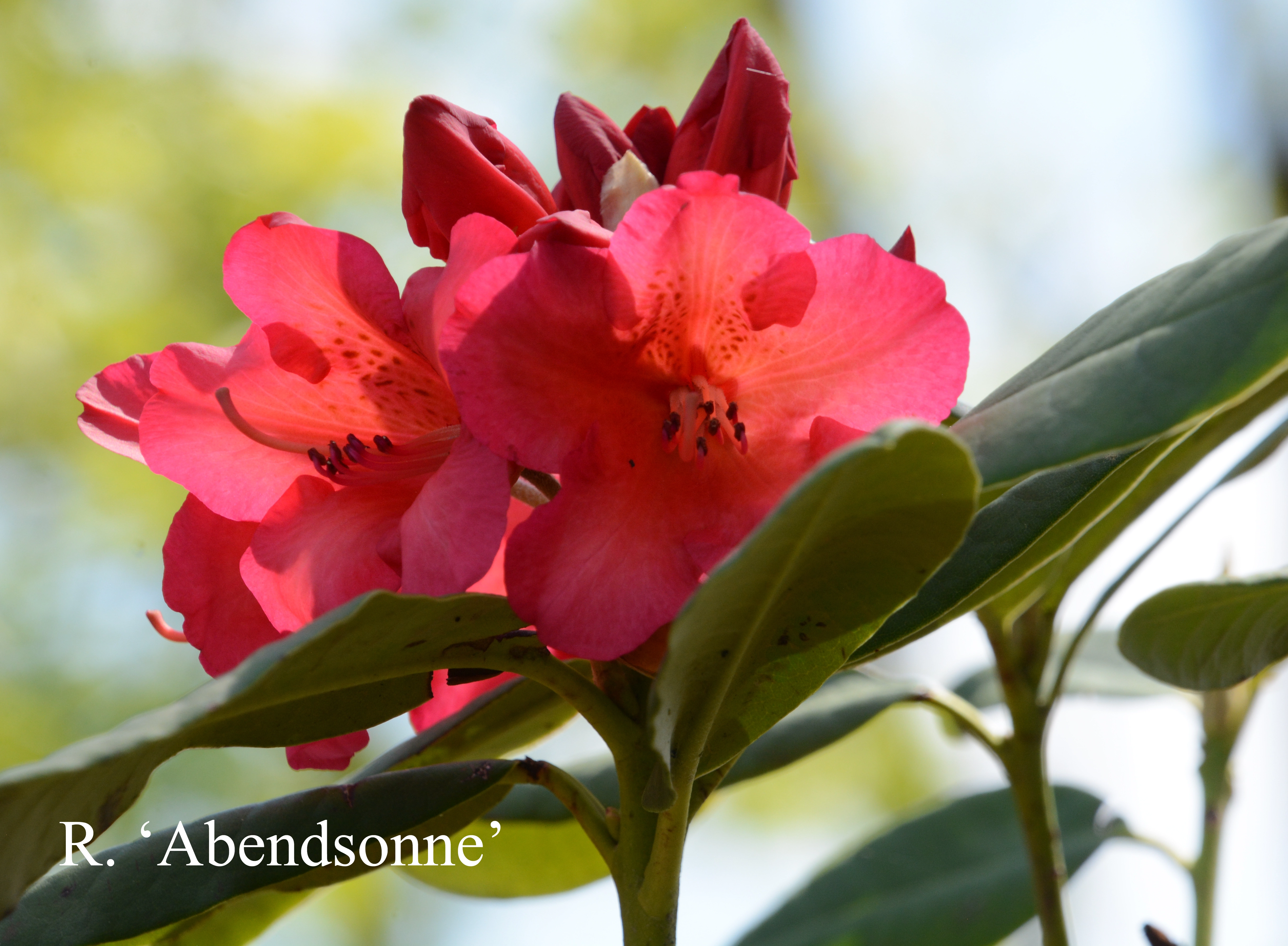 Rhododendron Abendsonne photo