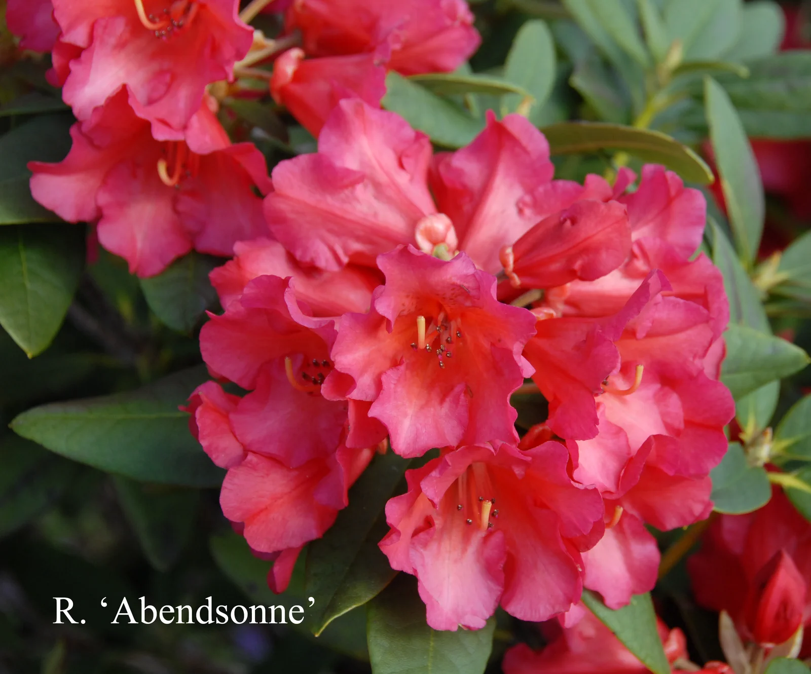 R. 'Abendsonne' photo of R. 'Abendsonne'. Location: Fearing's Farm Nursery, Abbotsford, BC, Canada. Photo by: Harold Fearing