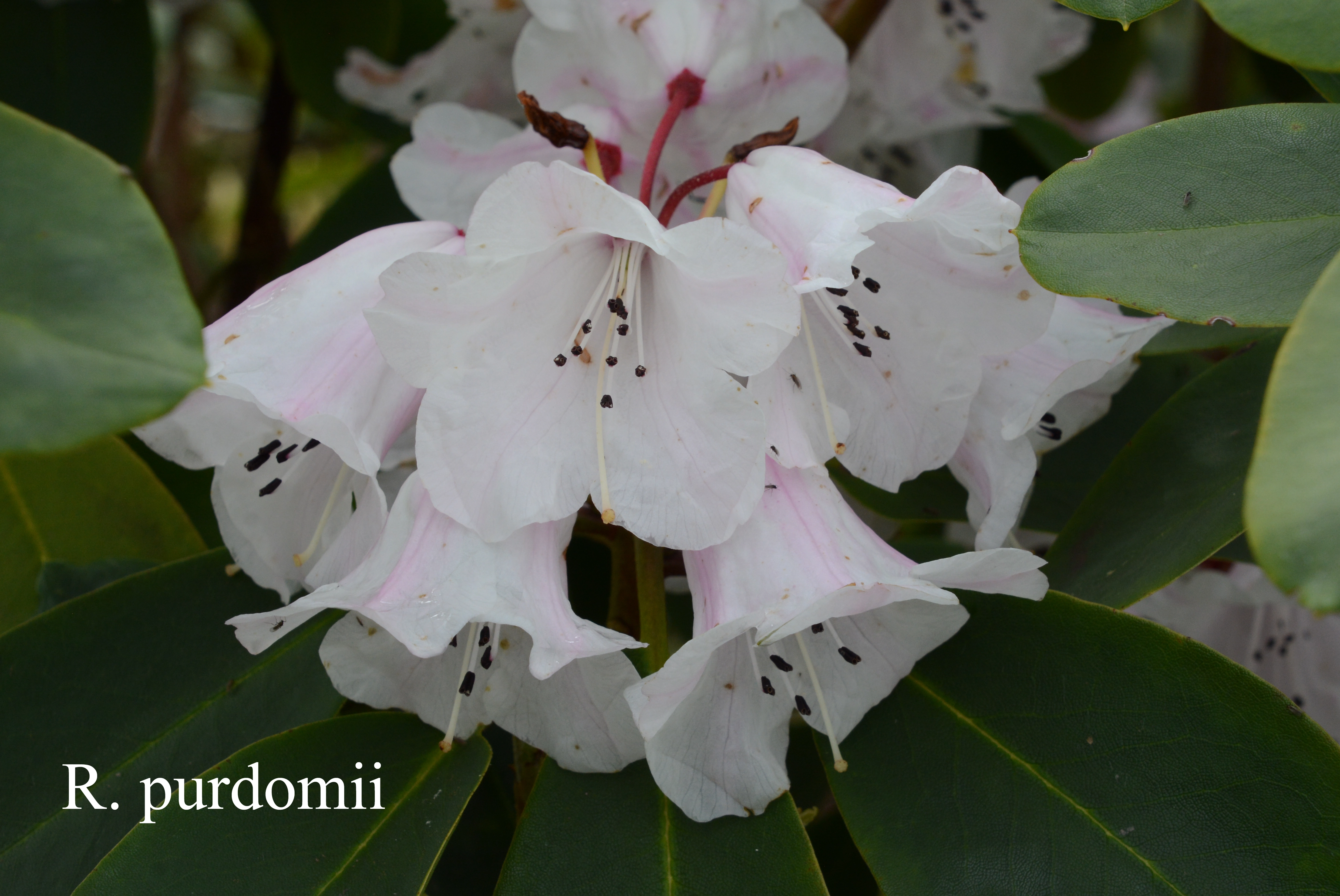 Rhododendron purdomii photo