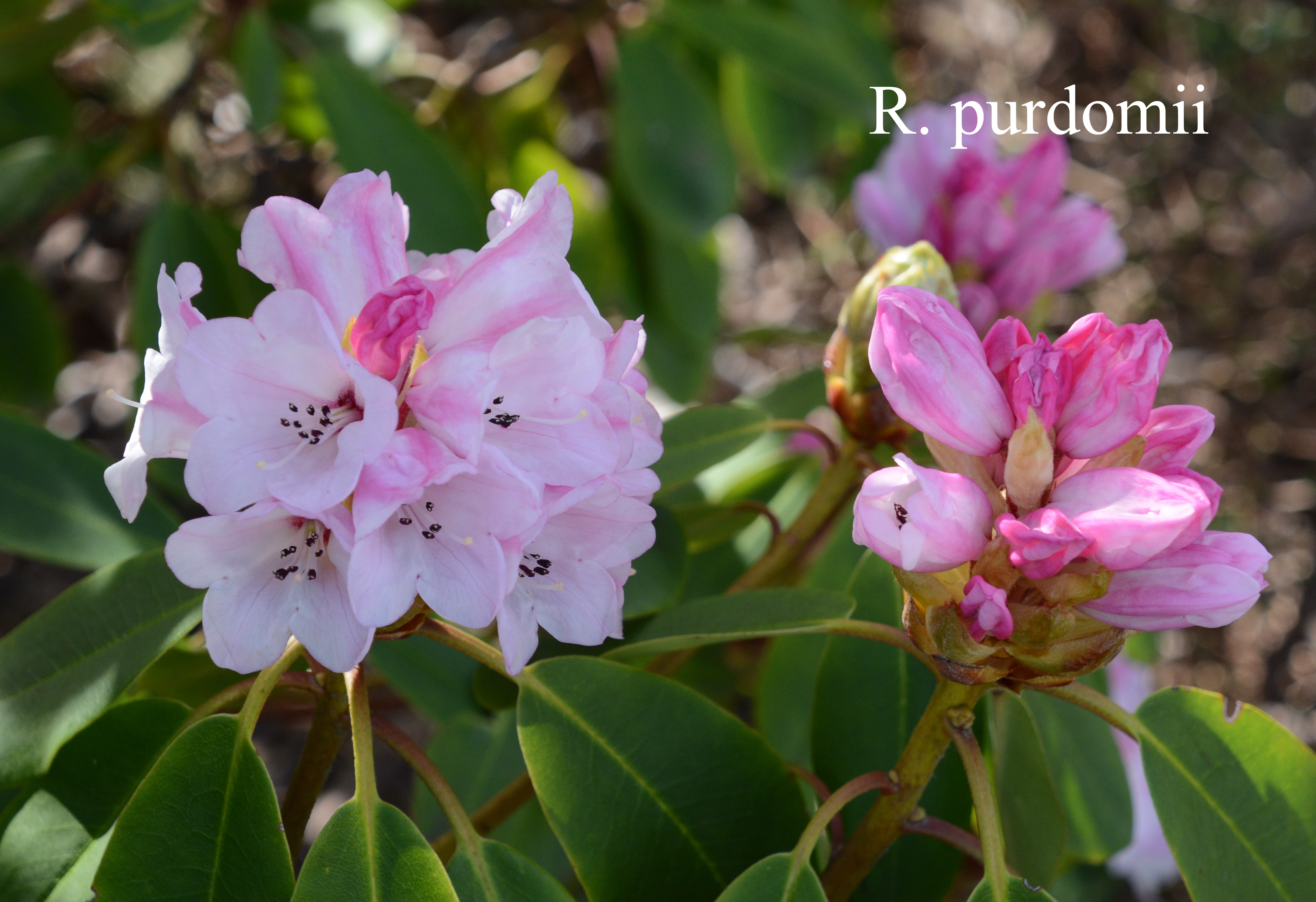 Rhododendron purdomii photo