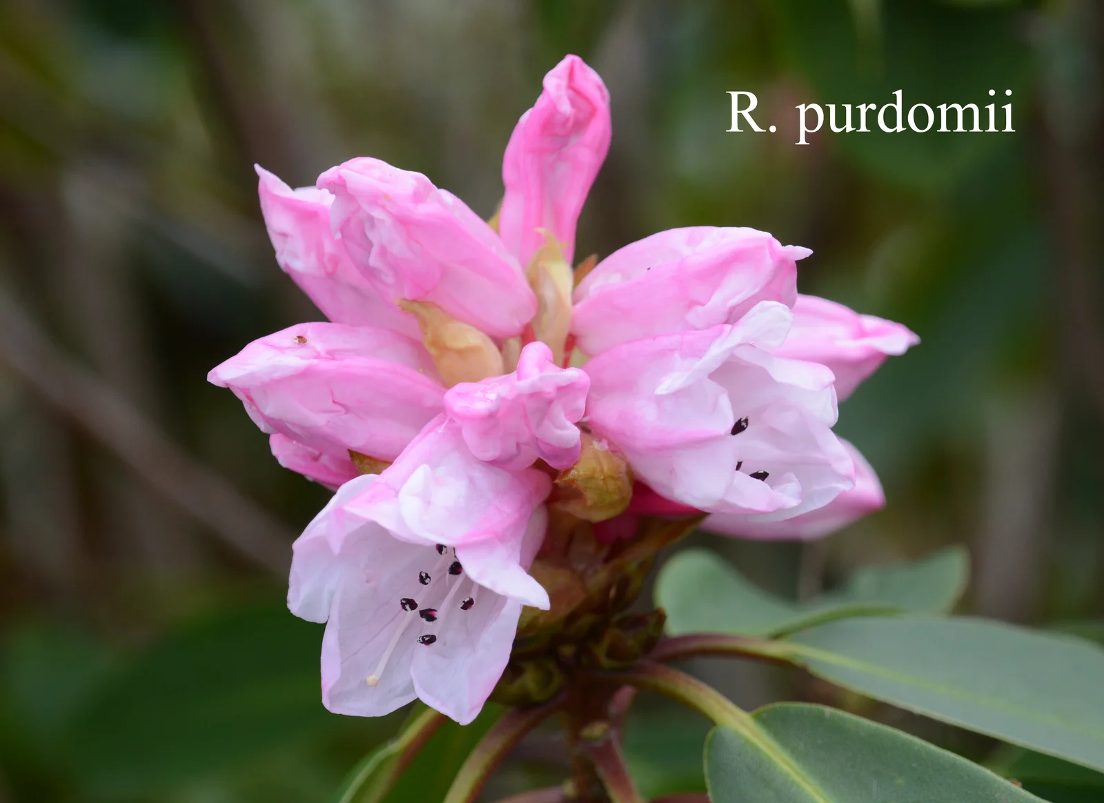R. purdomii photo of R. purdomii. Location: Fearing's Farm Nursery, Abbotsford, BC, Canada. Photo by: Harold Fearing