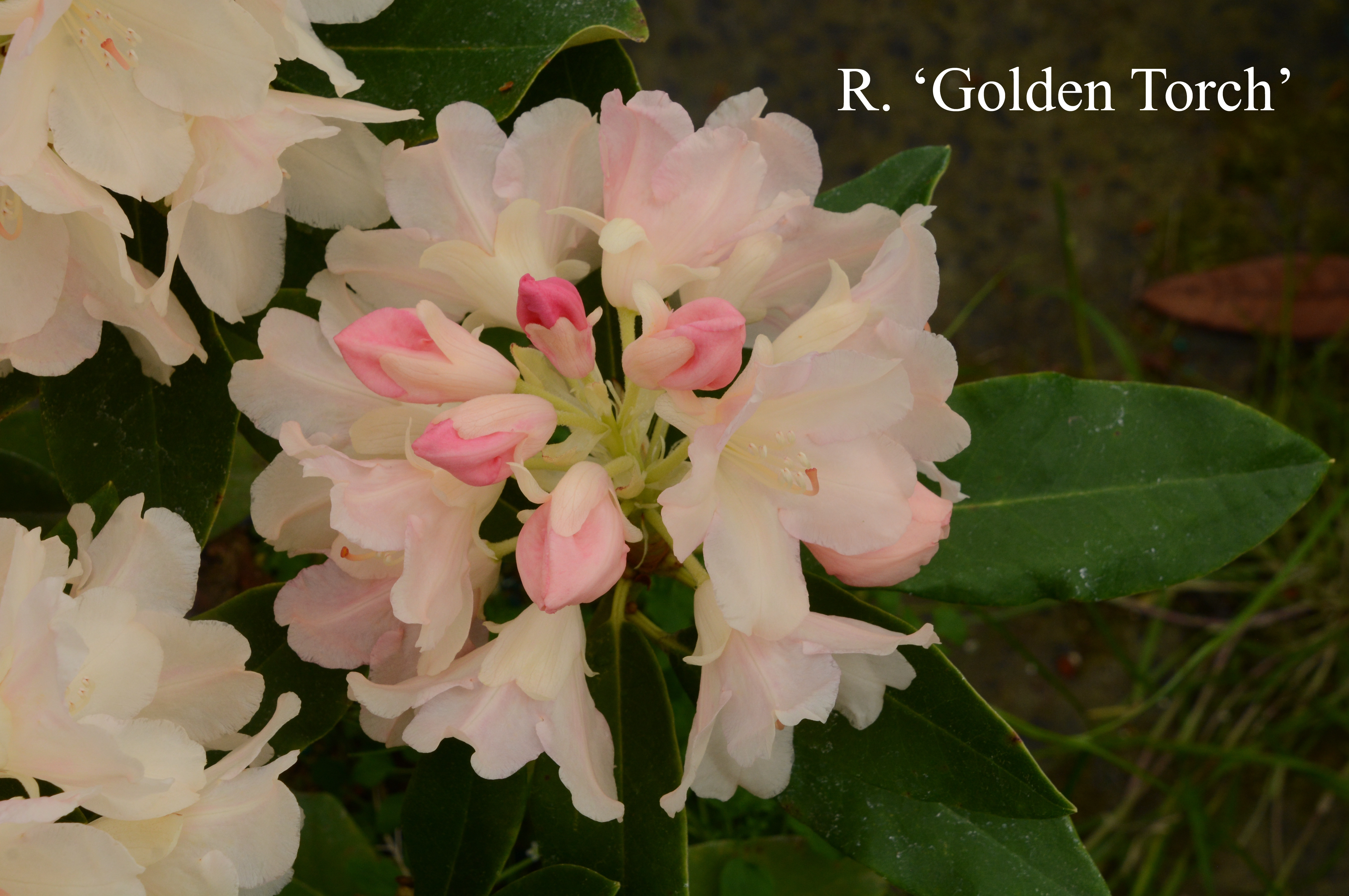Rhododendron Golden Torch photo