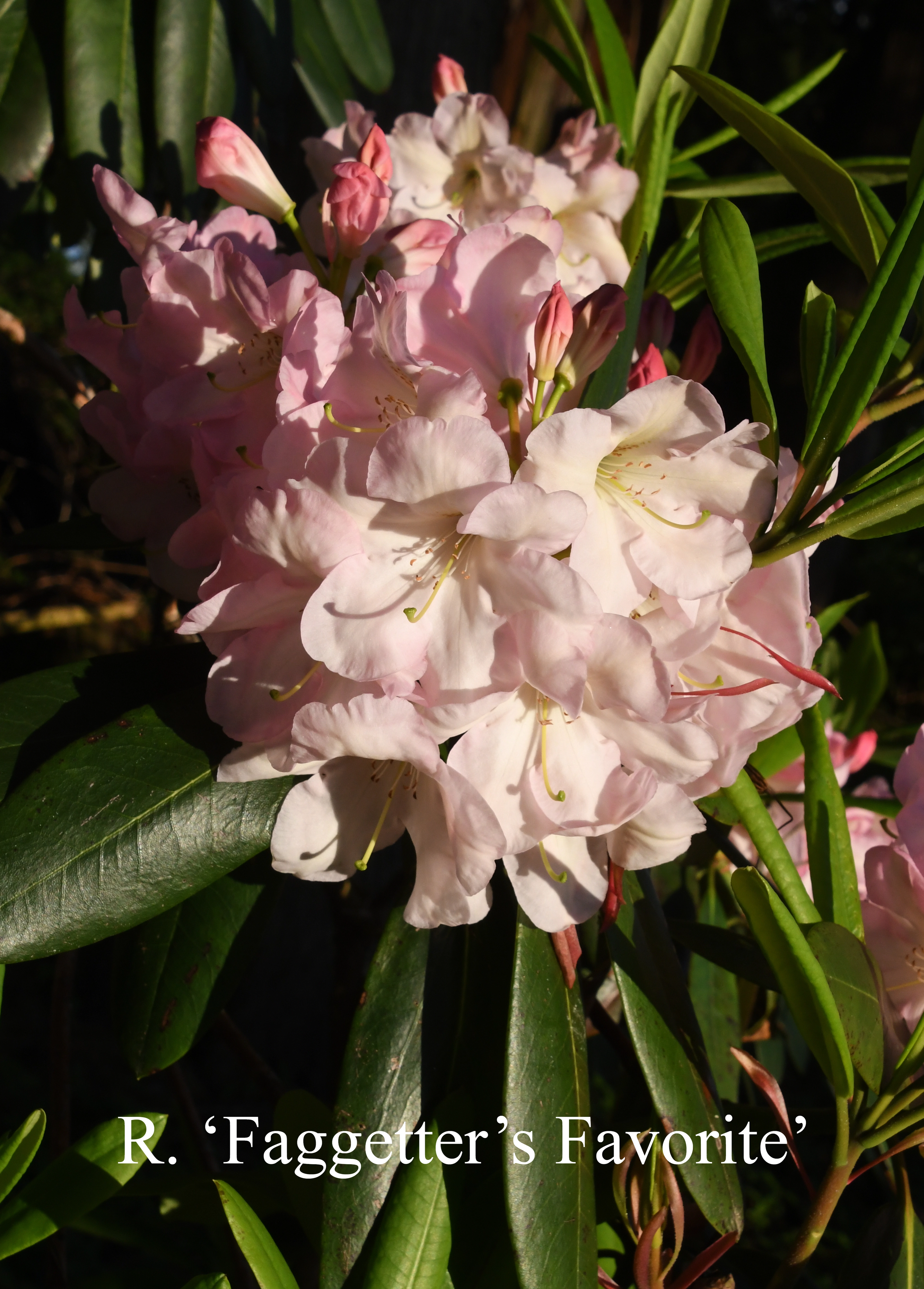 Rhododendron Faggetter's Favourite photo