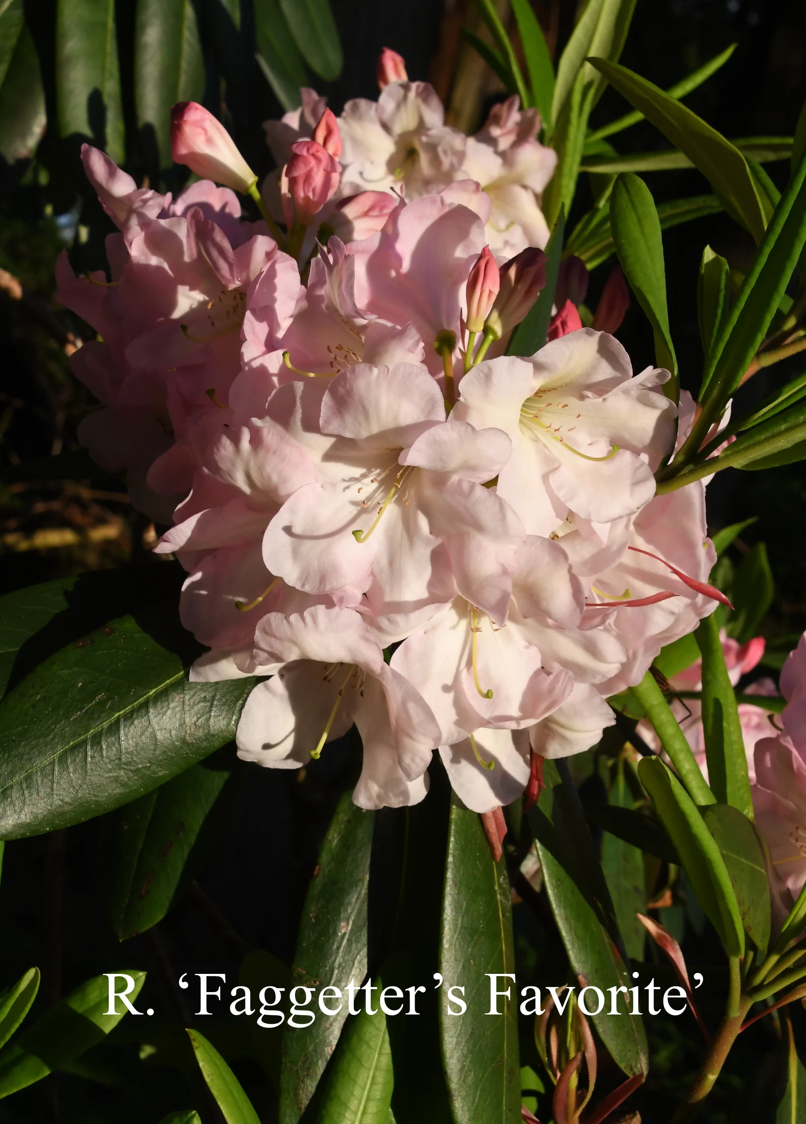 R. 'Faggetter's Favourite' photo of R. 'Faggetter's Favourite'. Location: Fearing's Farm Nursery, Abbotsford, BC, Canada. Photo by: Harold Fearing