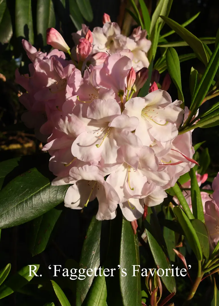 Photo of R. 'Faggetter's Favourite', Rhododendron Hybrid