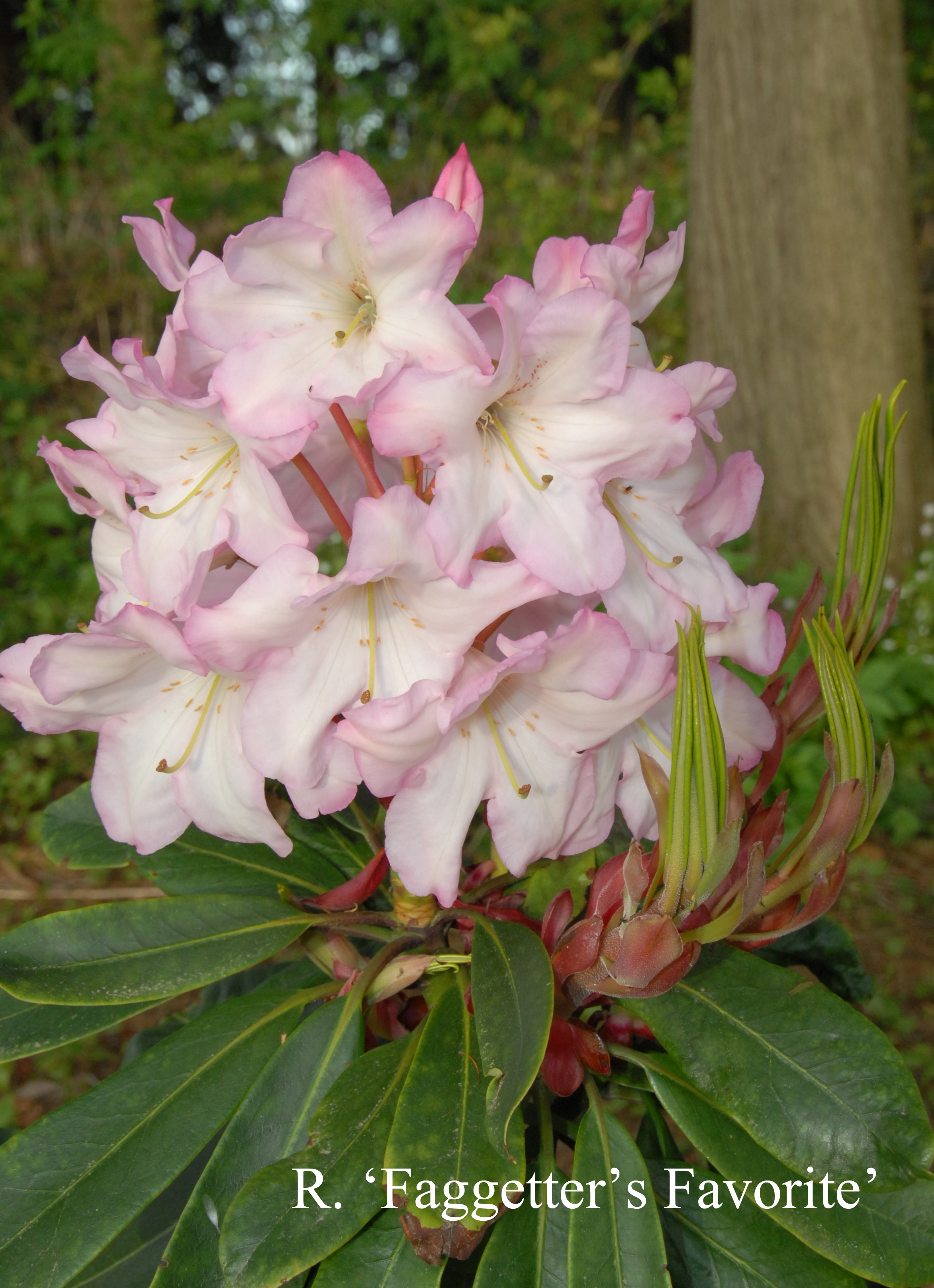 Rhododendron Faggetter's Favourite photo