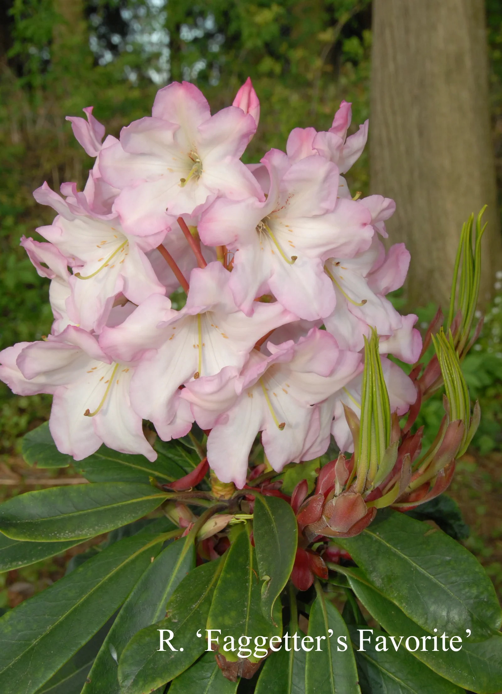 R. 'Faggetter's Favourite' photo of R. 'Faggetter's Favourite'. Location: Fearing's Farm Nursery, Abbotsford, BC, Canada. Photo by: Harold Fearing